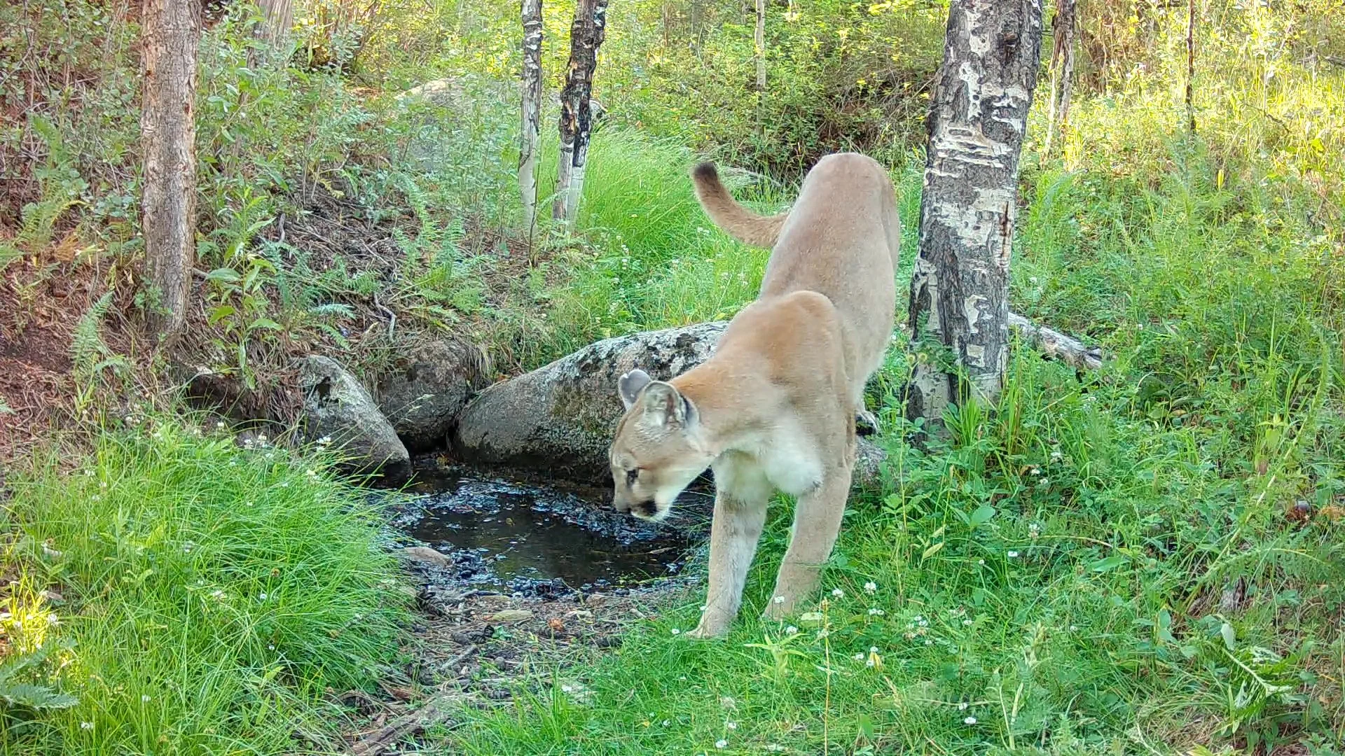Mountain Lion Hike 