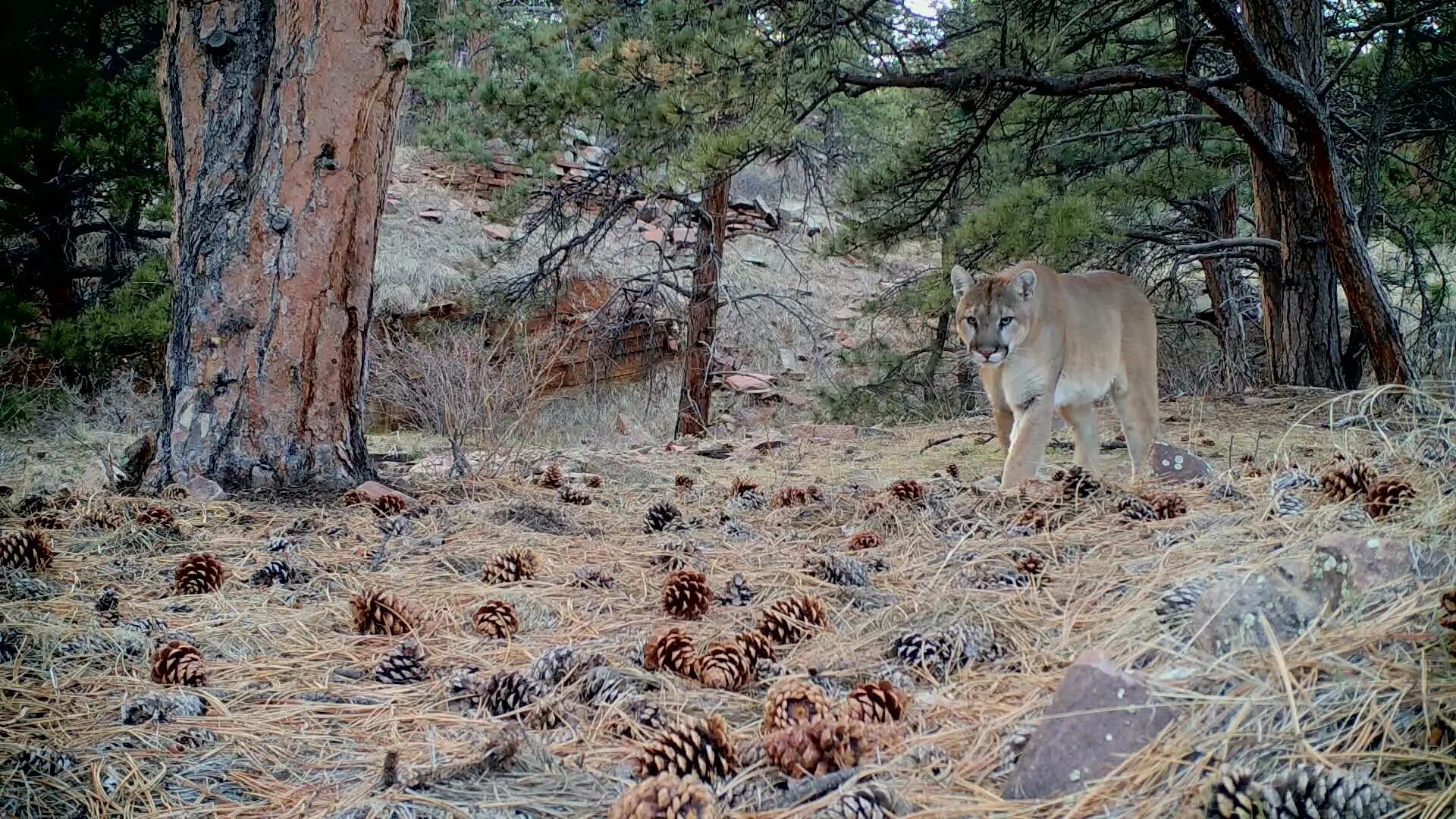 Mountain Lion Hike 