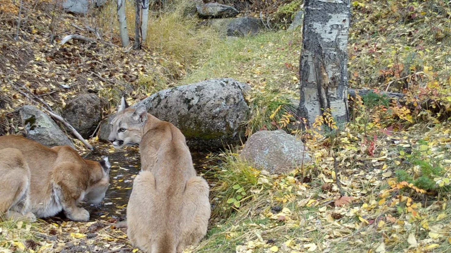 Mountain Lion Hike