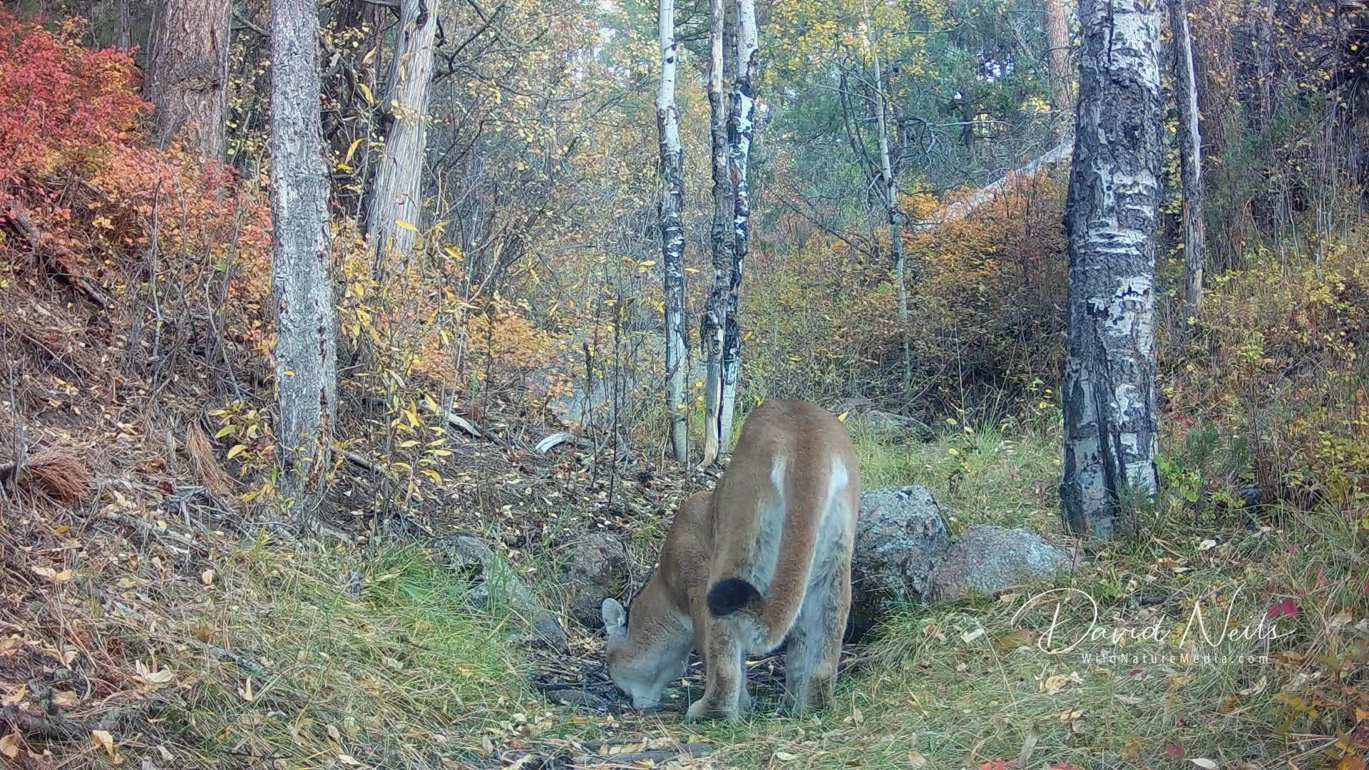 Pure Instinct: The Mountain Lion