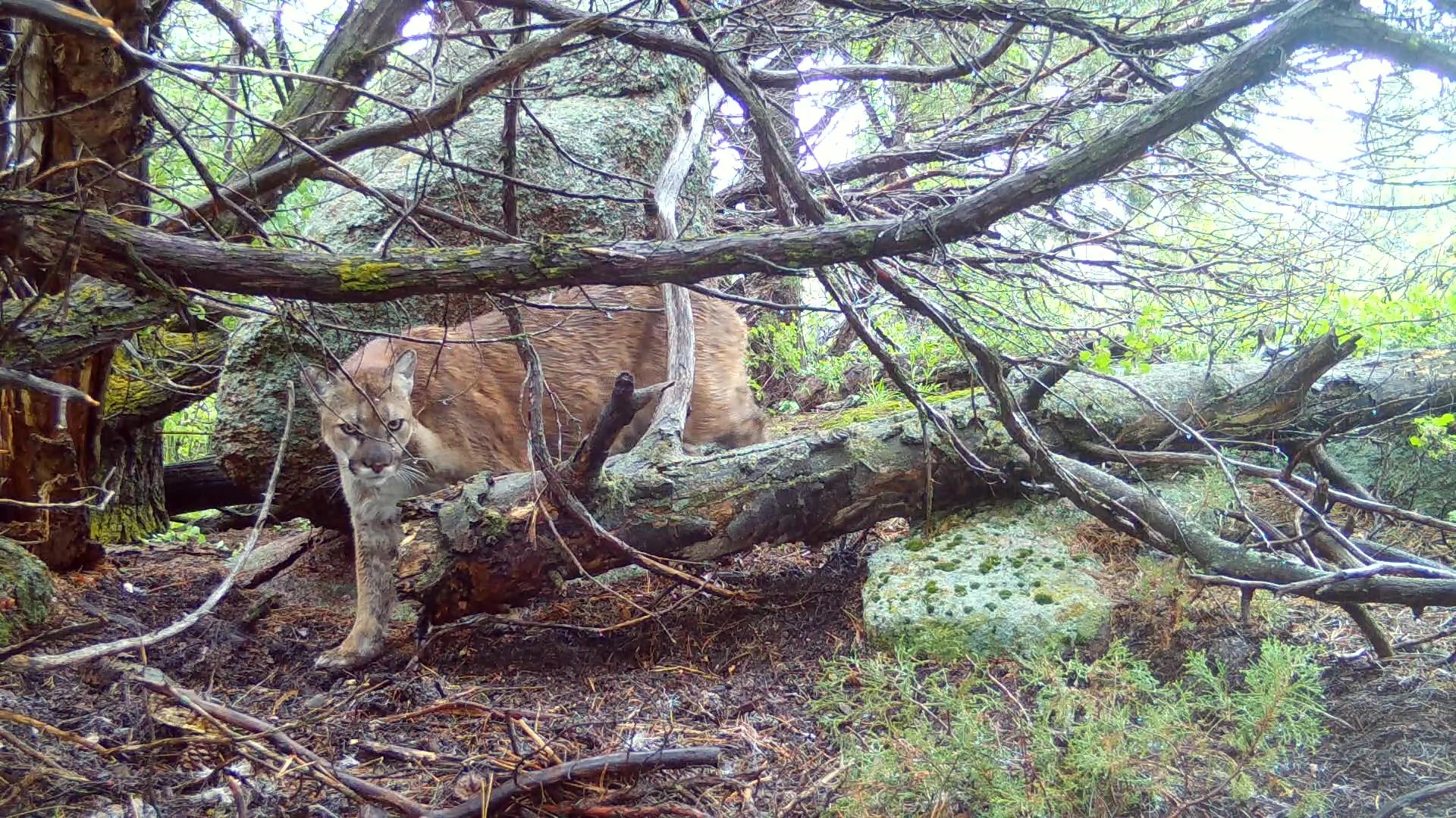 Where Mountain Lions Roam