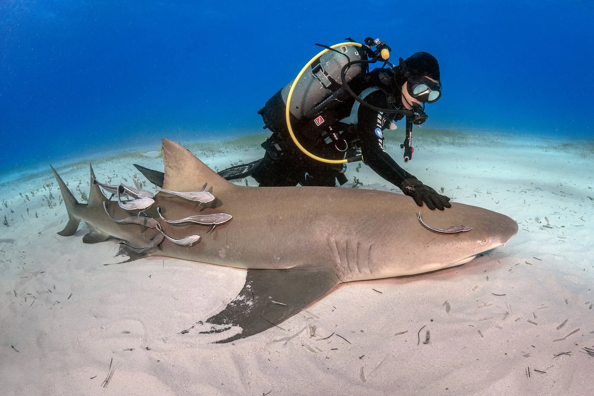 diver_lemon_shark.jpg