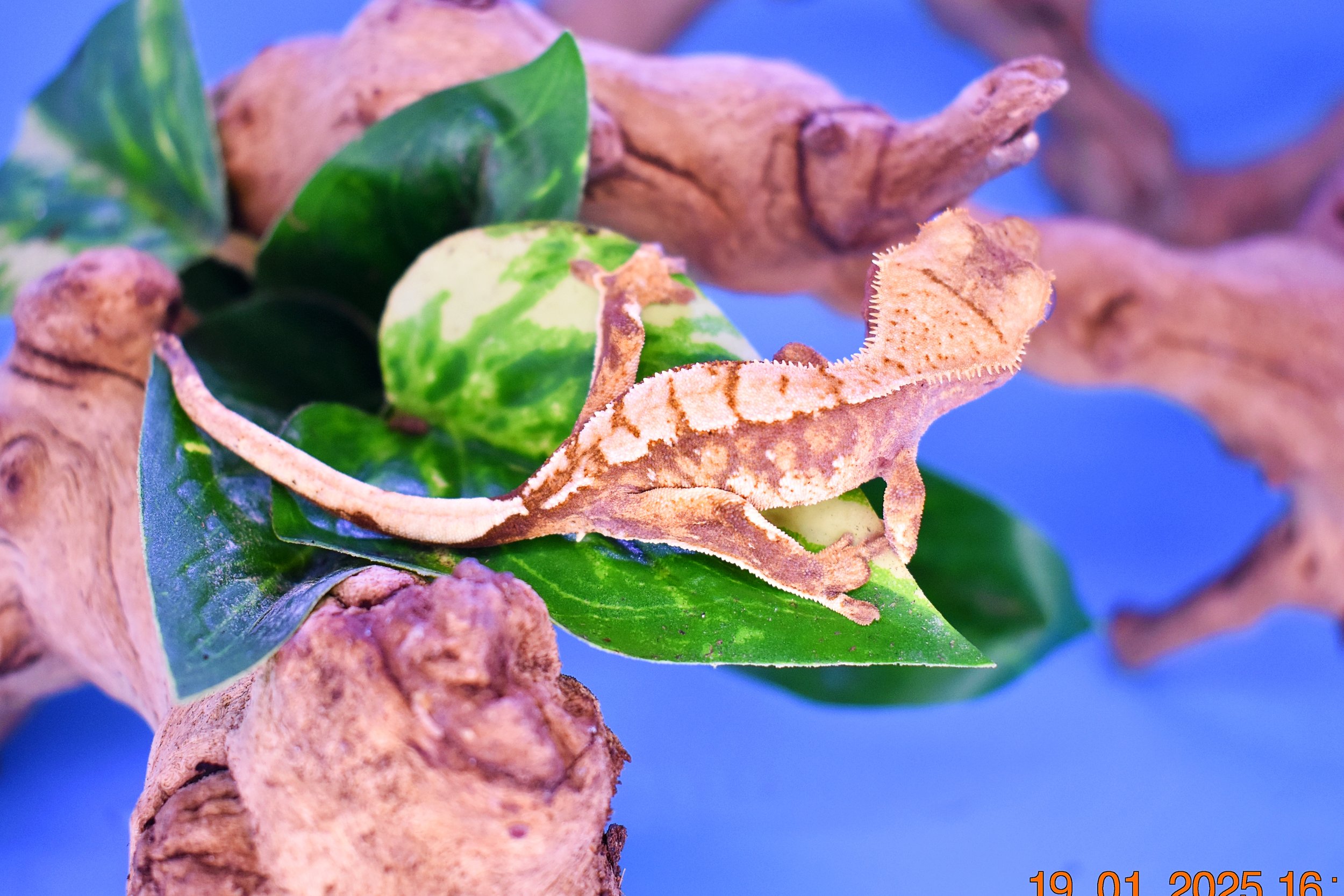 DSC_0005.jpg