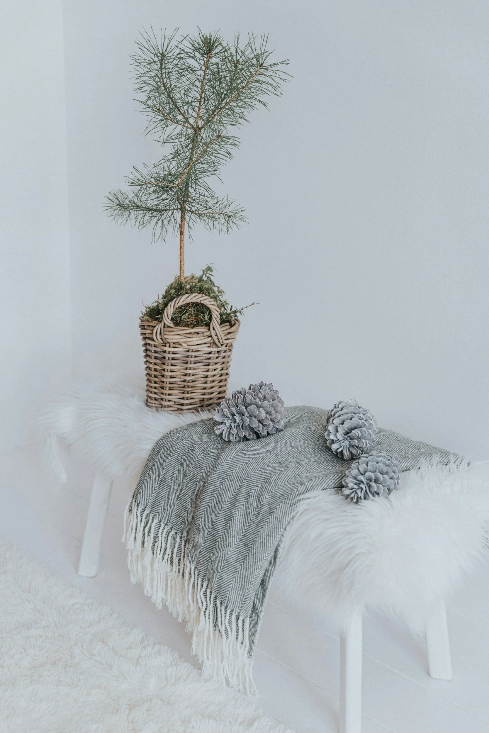 Cozies Throw Blankets
