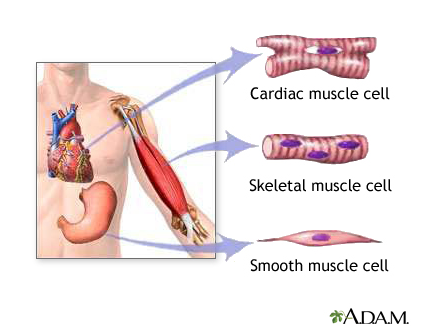 The Role of Skeletal Muscle in Overall Health