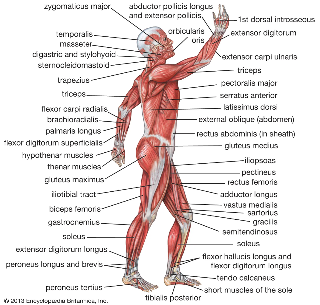 Understanding Muscles: Anatomy and Exercise Tips — Perform for Life