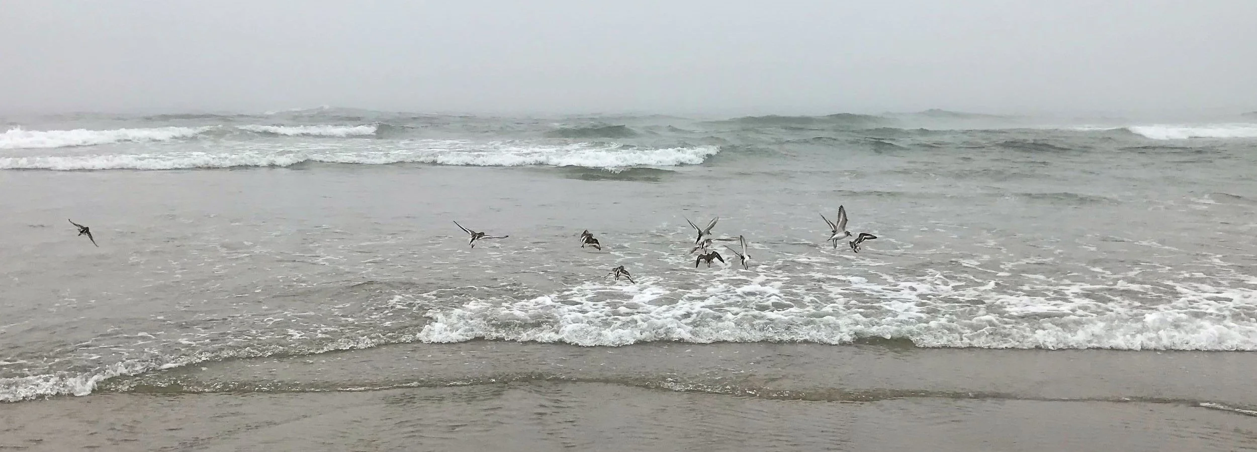 BP_birds_crop.JPG