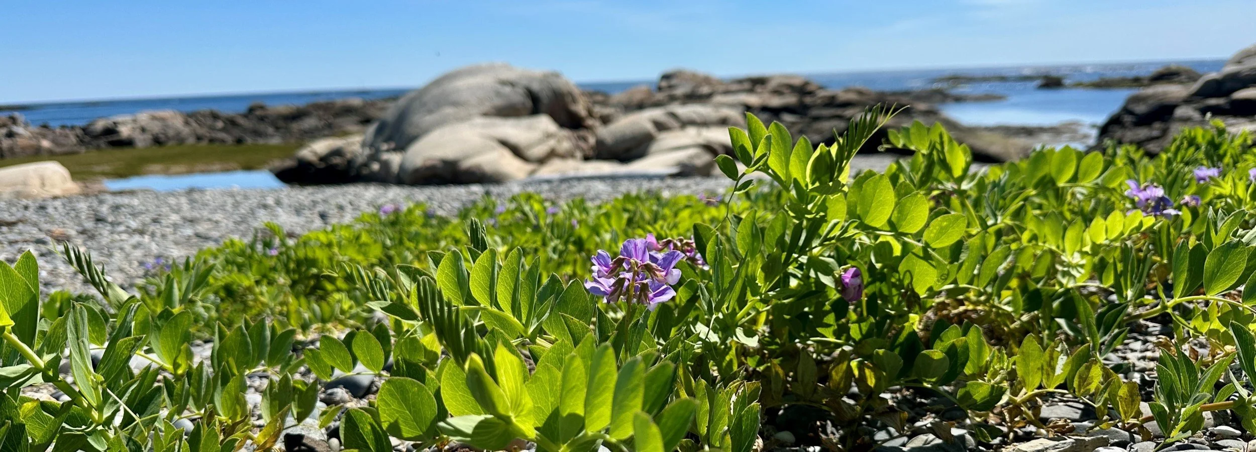 sweetpea_3_crop.jpg