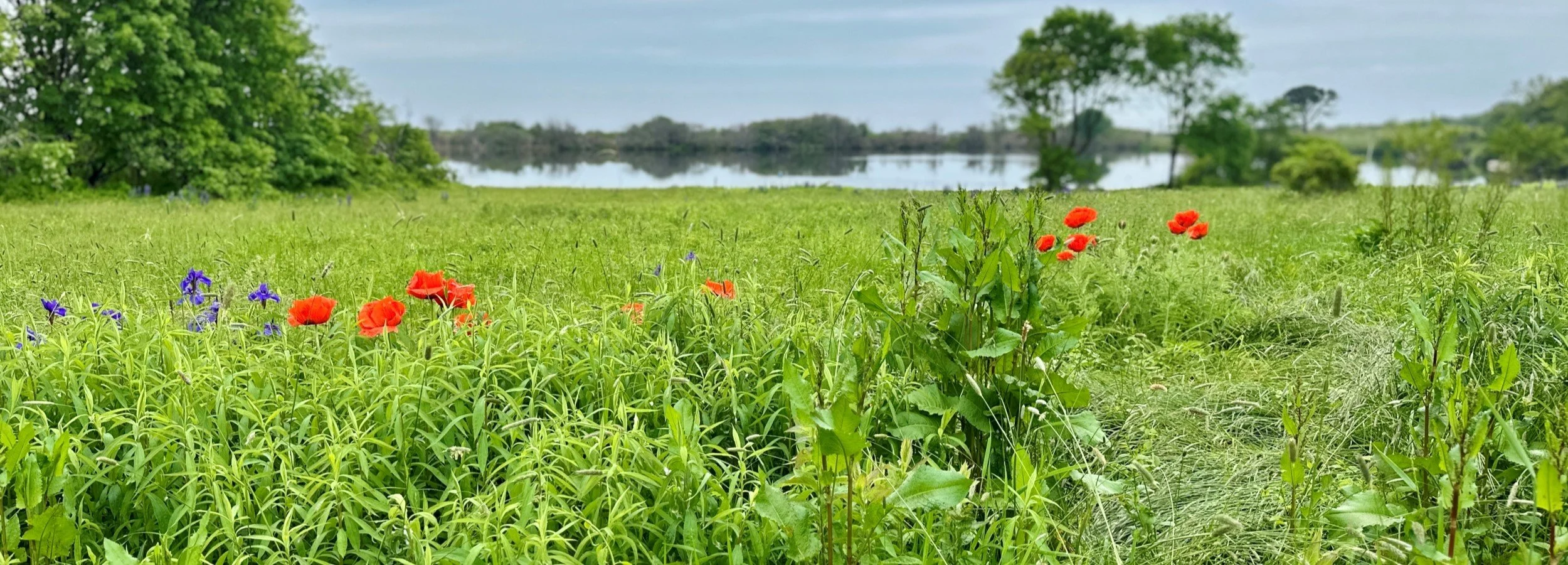 GreatPond_field-crop.jpg