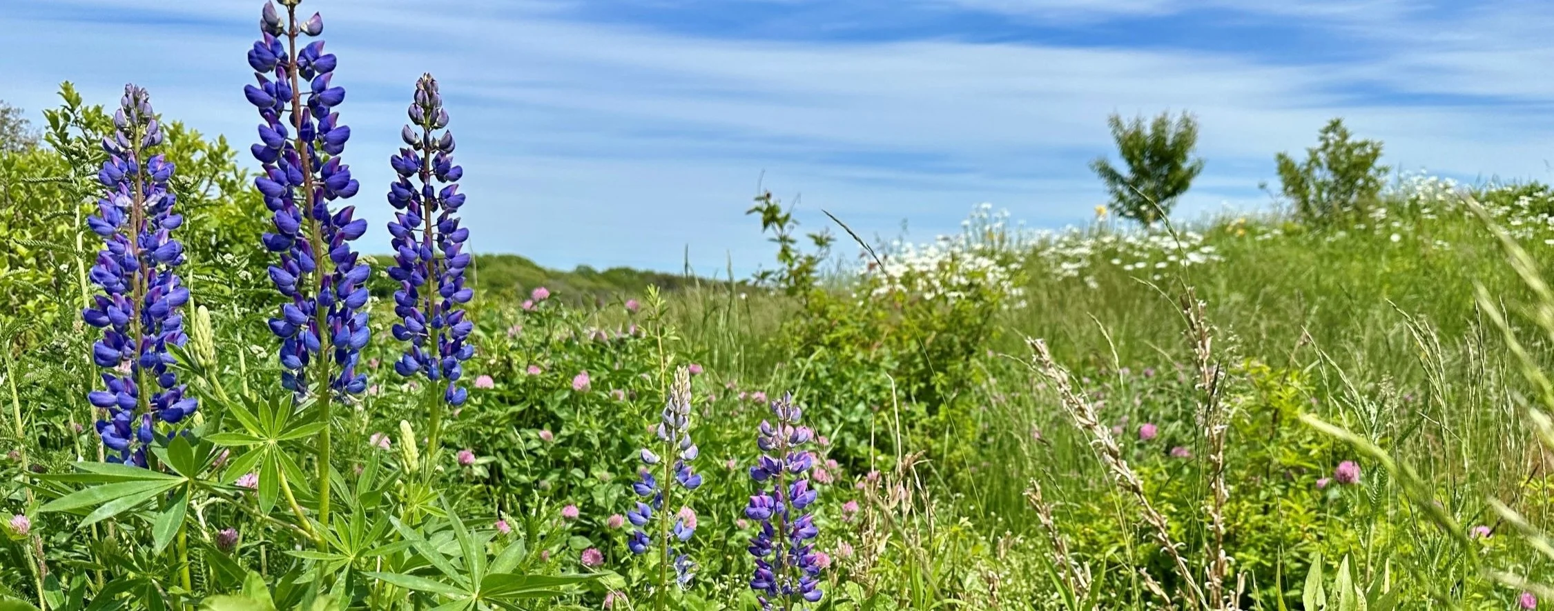 FNS_lupine-crop.jpg