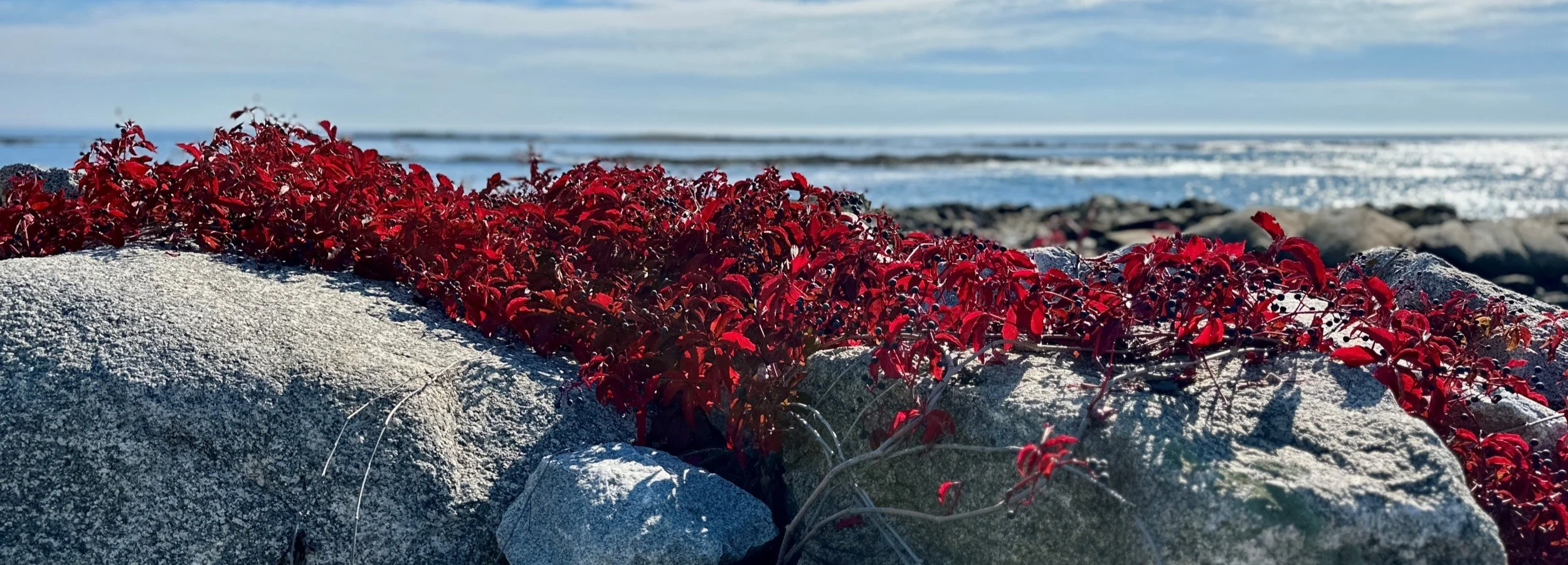 red vine 5_crop.jpg