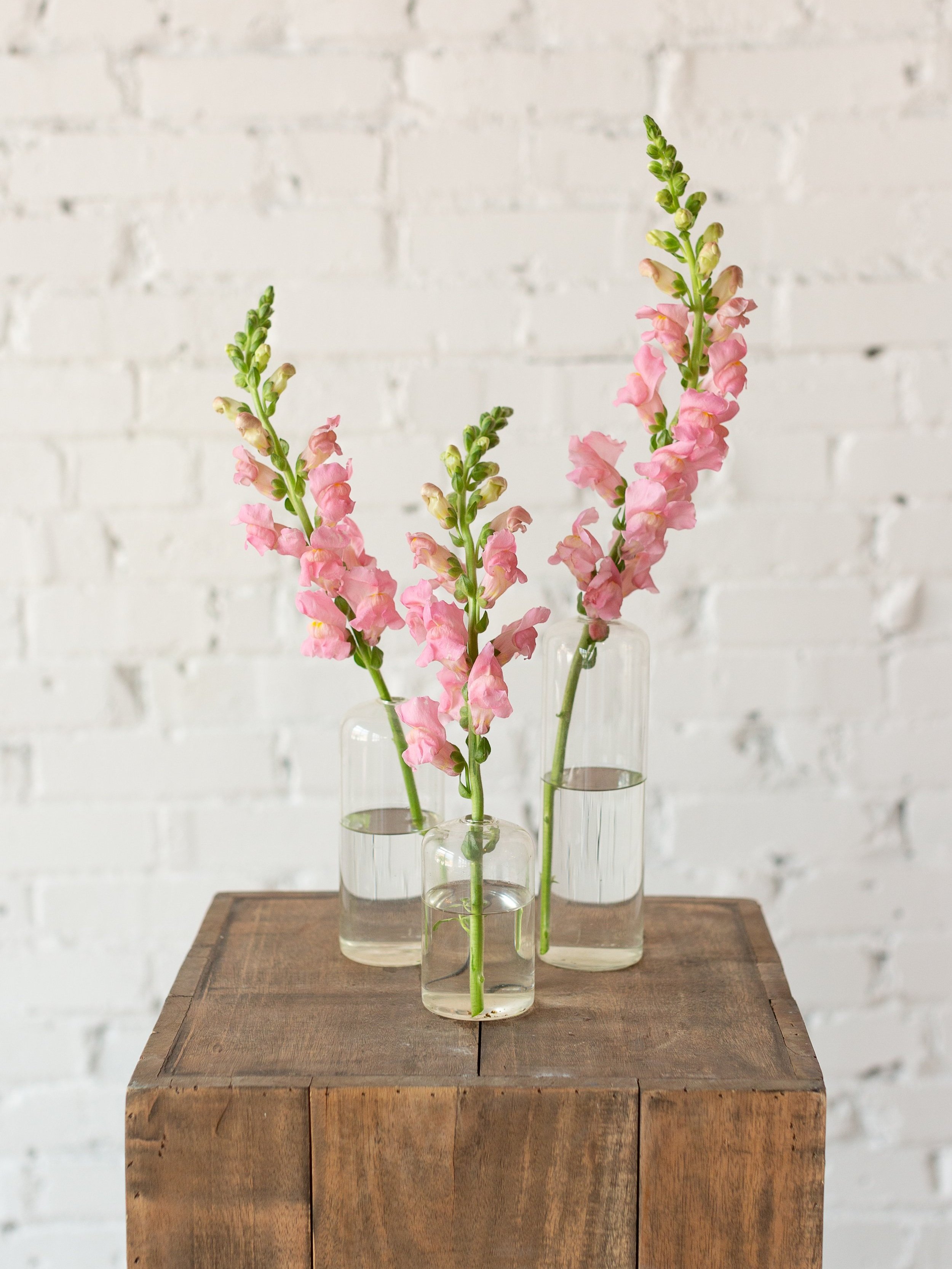 bud+vase+rental+st+louis+mo+florist+event+rentals+showers+parties+pink+snap+dragons.jpg