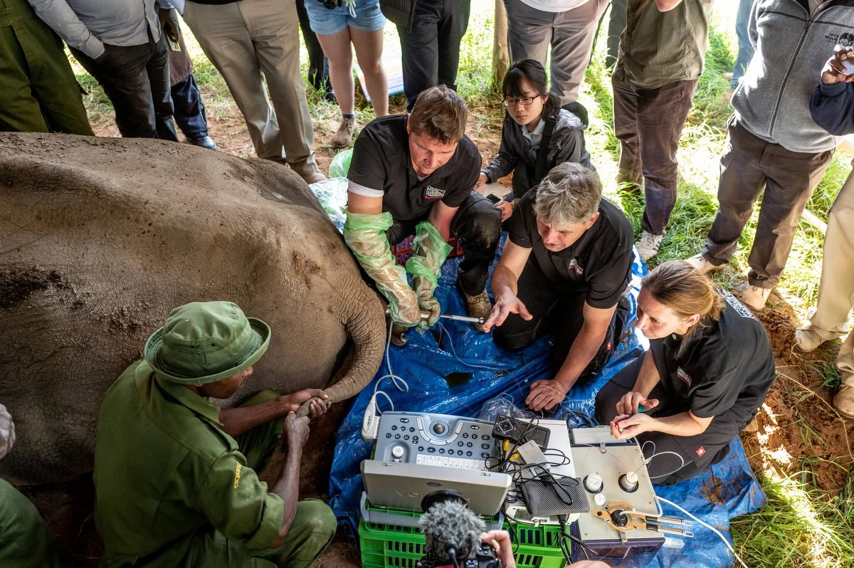 Ovum Procedure Ol Pejeta_Web Resolution_Justin Mott_042.JPG