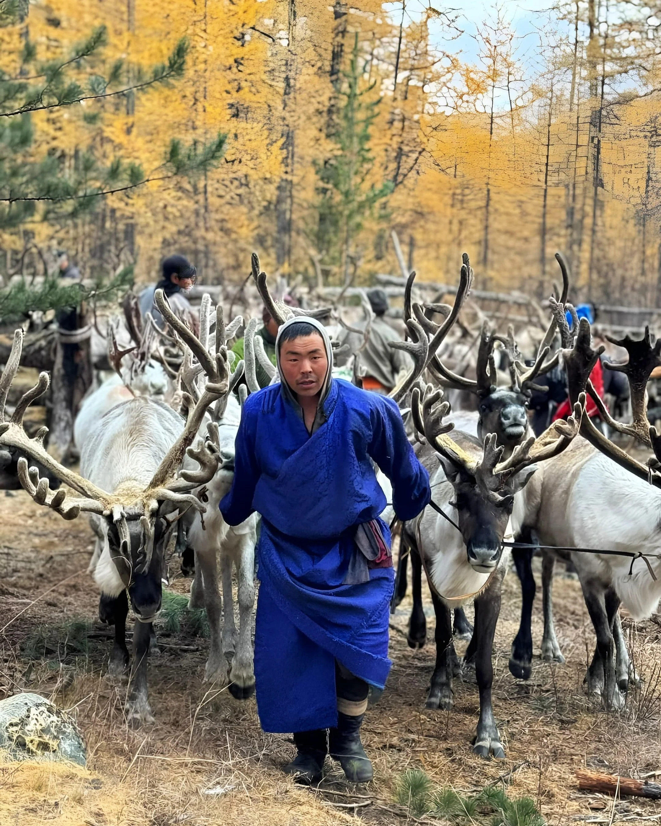 Rendeer herders of Mongolia