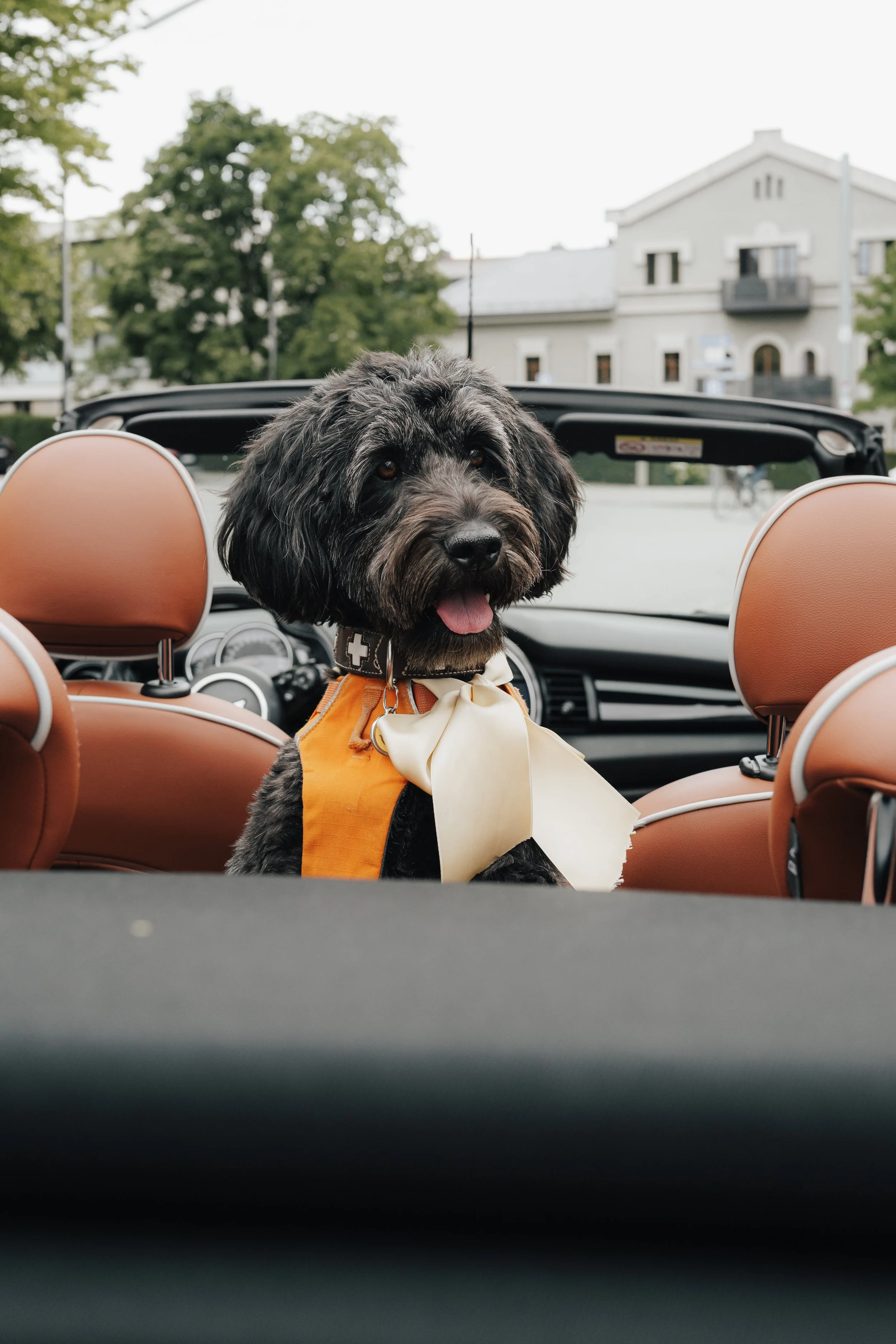 Wedding Dog Convertible Car Civil Wedding Munich - THE HOTIS Luxury Wedding Photographer Hochzeitshund Cabrio Standesamt München Mandlstraße - THE HOTIS Hochzeitsfotograf