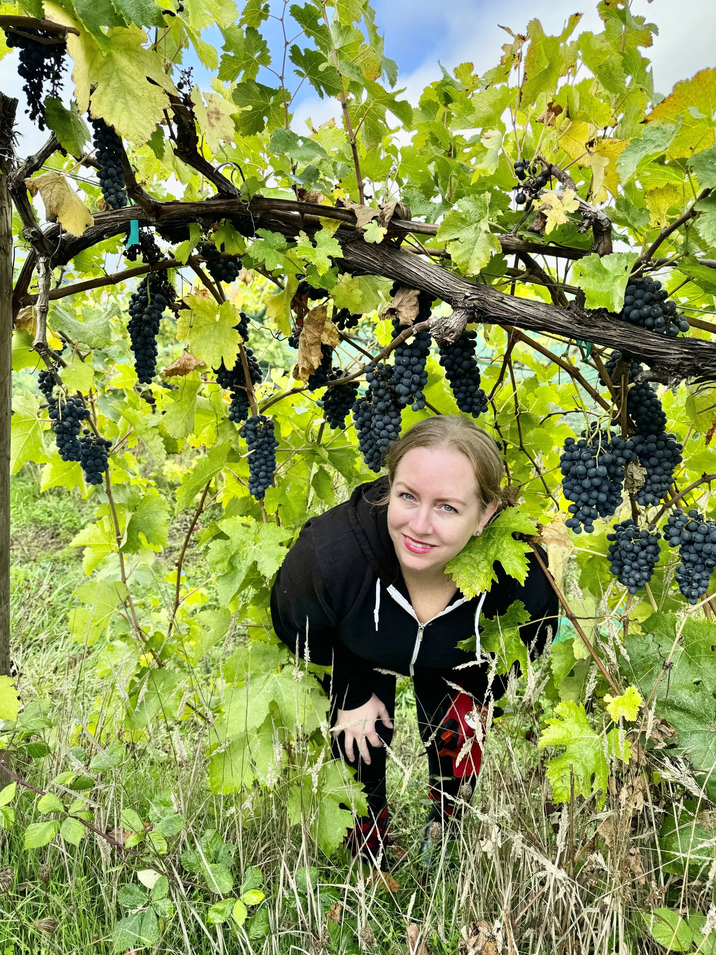 Harvest 2023: Syrah