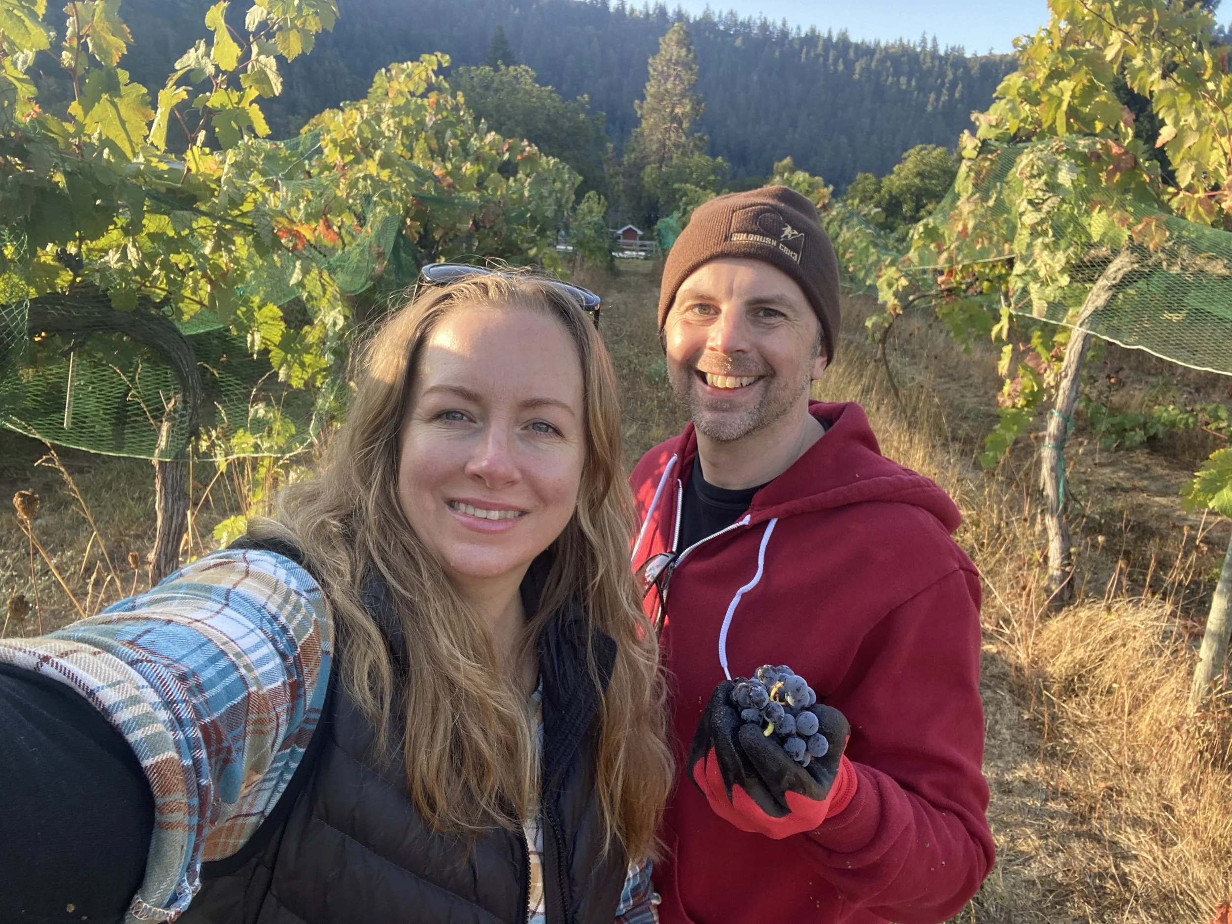 Harvest 2023: Tempranillo