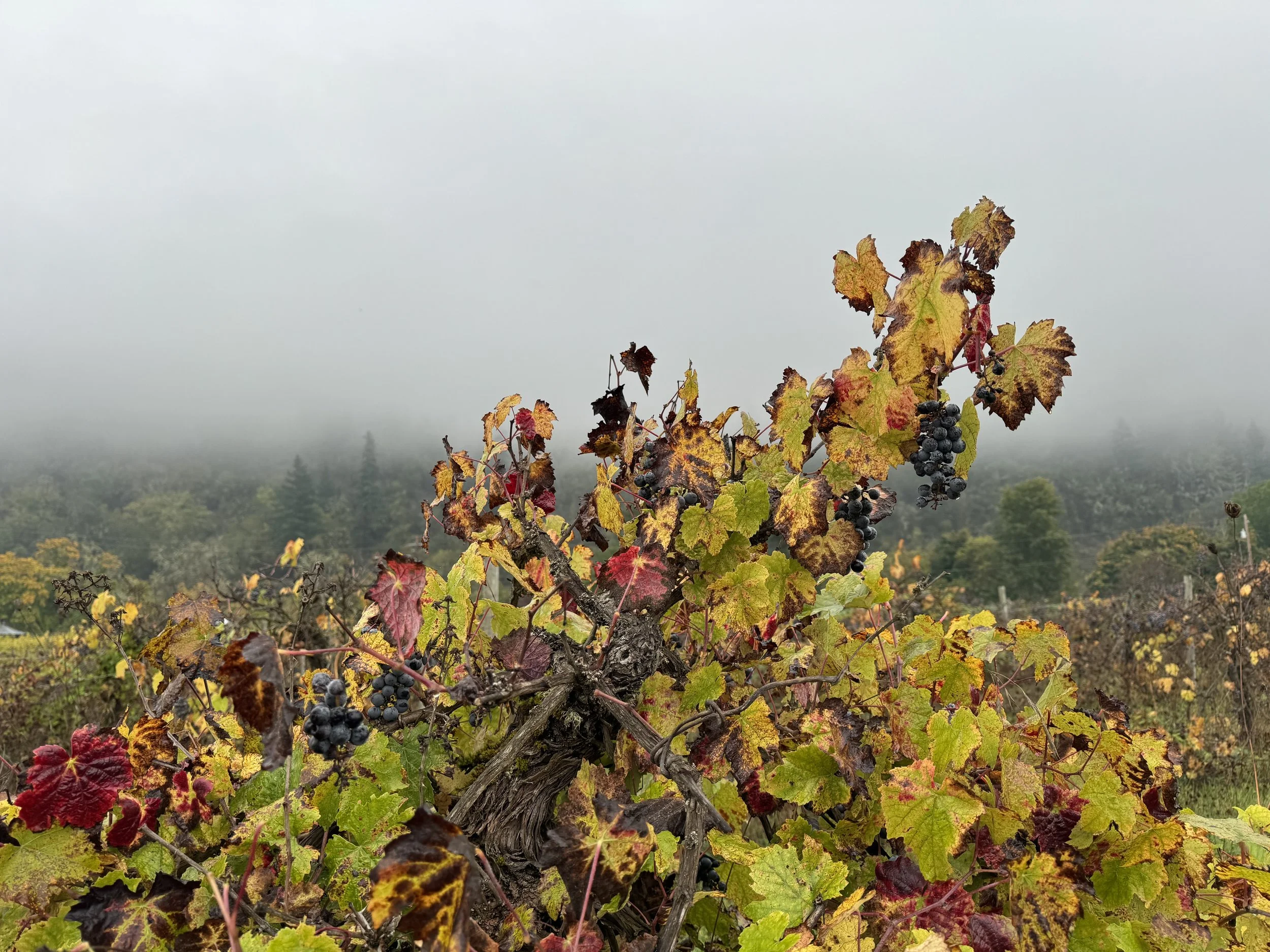 Harvest 2023: Wild Merlot + Fools Rush In Pét-Nat