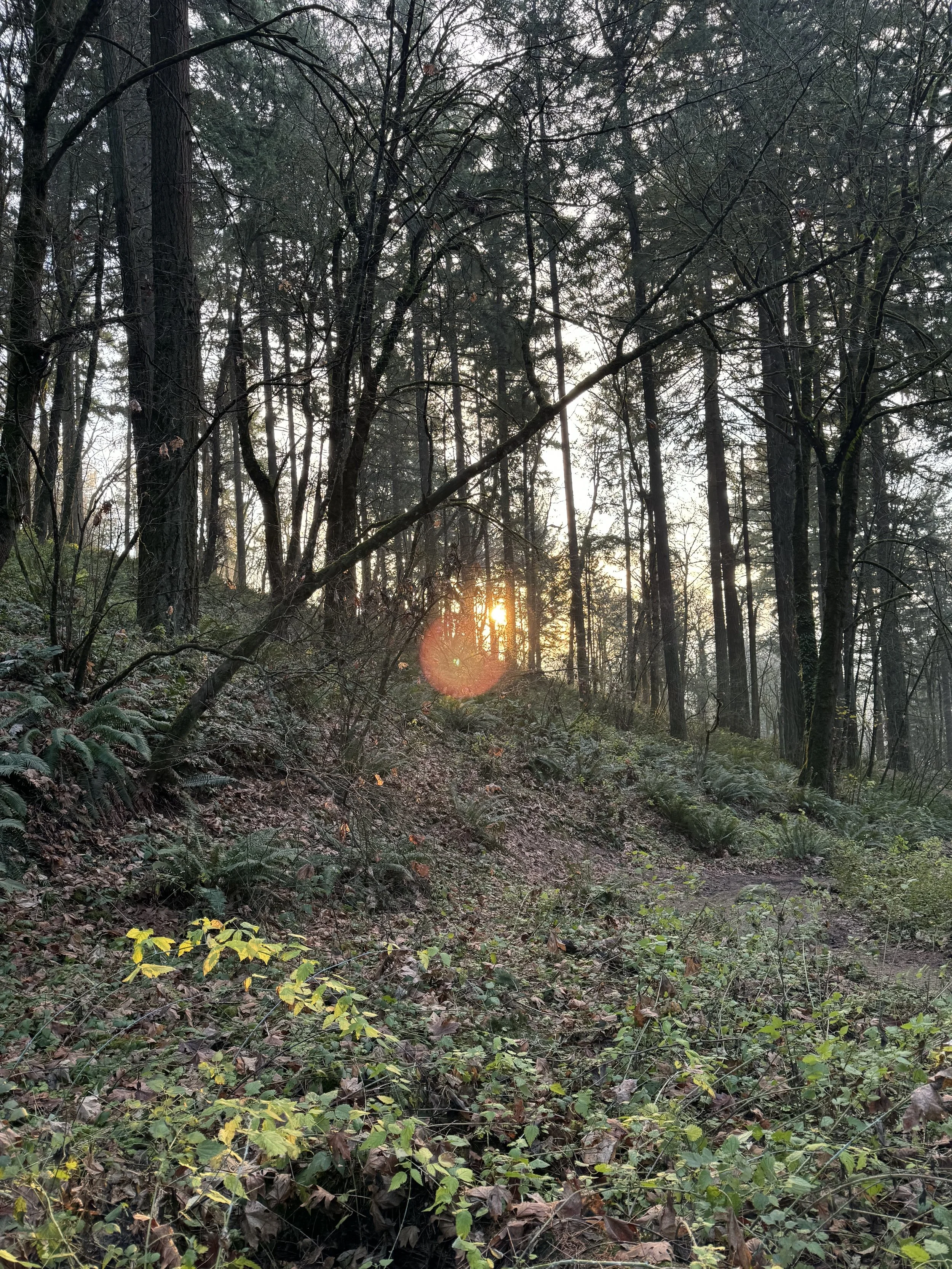 Solstice Forest bath, Sushi + Cupcakes, and healing energy