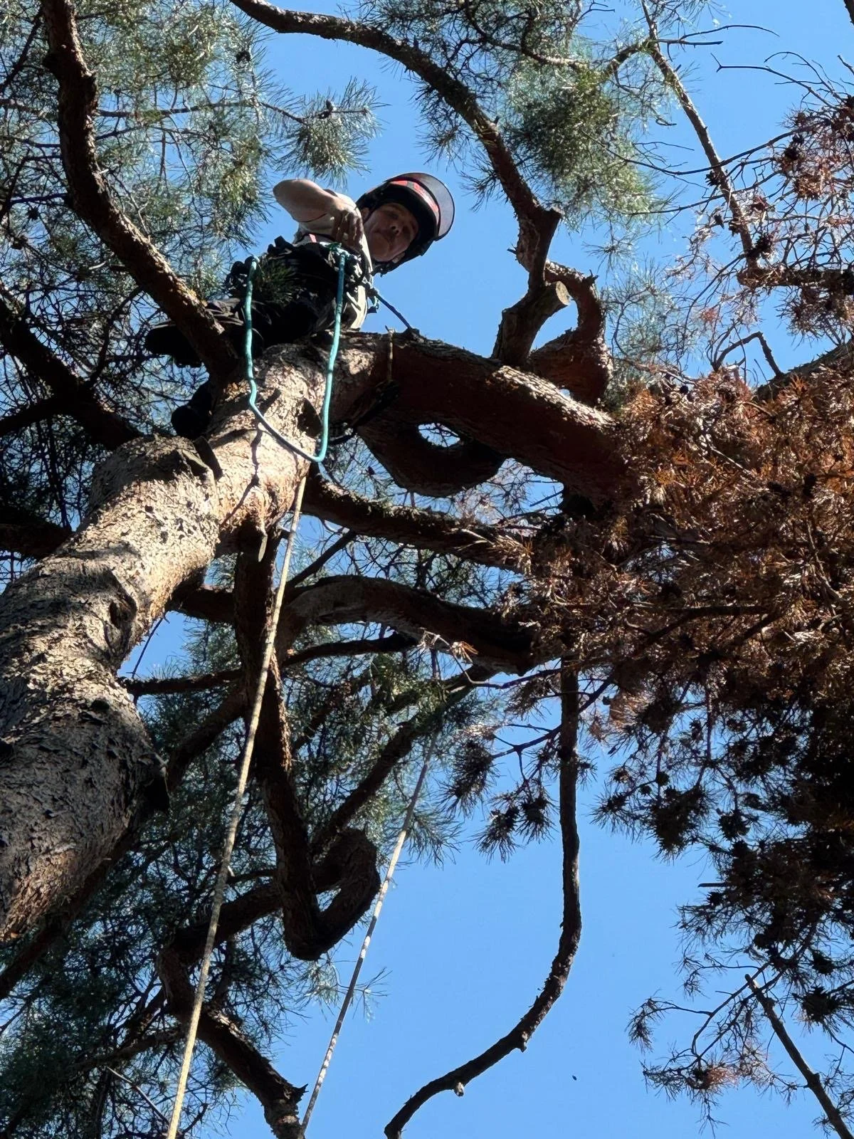 Mannen in klimgordel en helm zit hoog in een boom met blauw hemel op de achtergrond.