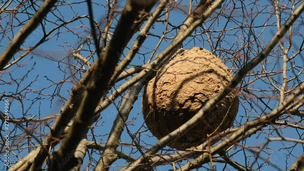Een natuurwoord met een grote honingraat op een boomtak, zomer of winter zonder bladeren, blauwe lucht op de achtergrond.