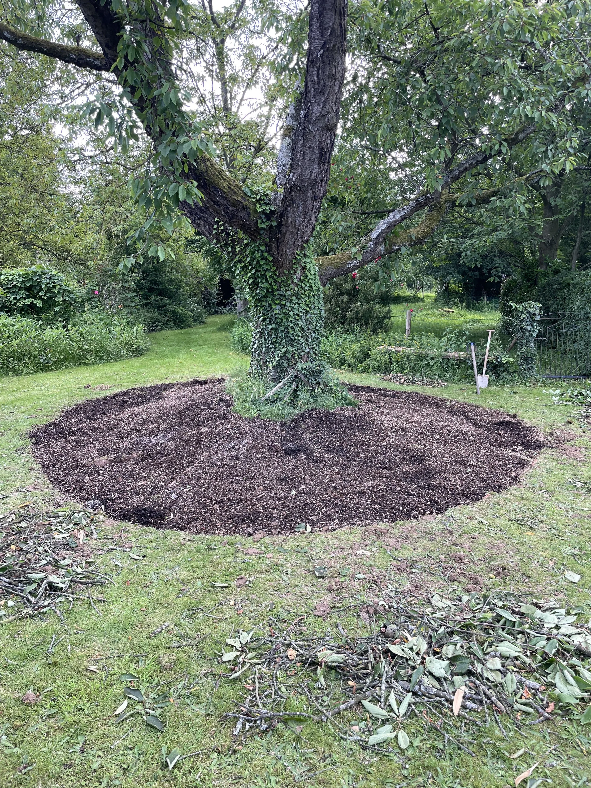 Een volwassen perenboom met een dikke stam en uitwaaierende takken, omringd door een cirkel van vers geploegde aarde, in een tuin met gras, struiken en een hek in de achtergrond.
