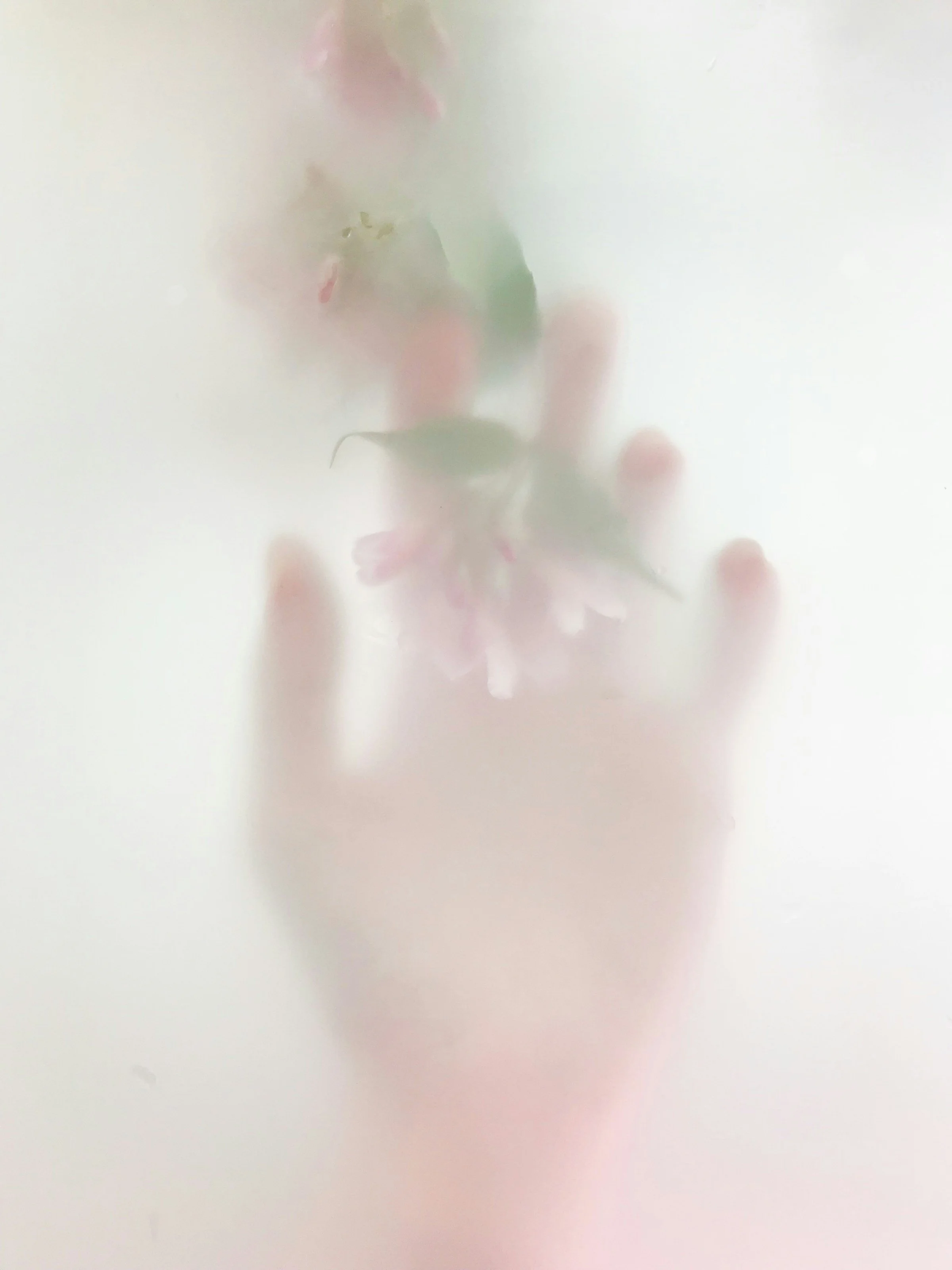 Gili Hammer, blind women and visual culture. Hand touches pink flowers. Photo by Olga Drach.