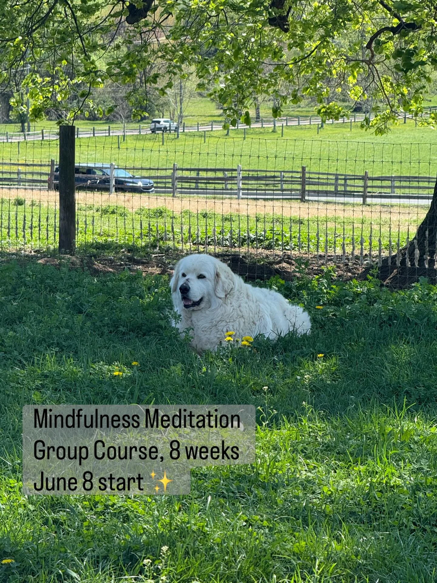 Hope you&rsquo;ll join us - link in bio 

Mindfulness Meditation helps slow things down so you can choose how you want to be. It&rsquo;s a powerful practice and lots of people struggle to do it on their own. As with most things it&rsquo;s easier in a