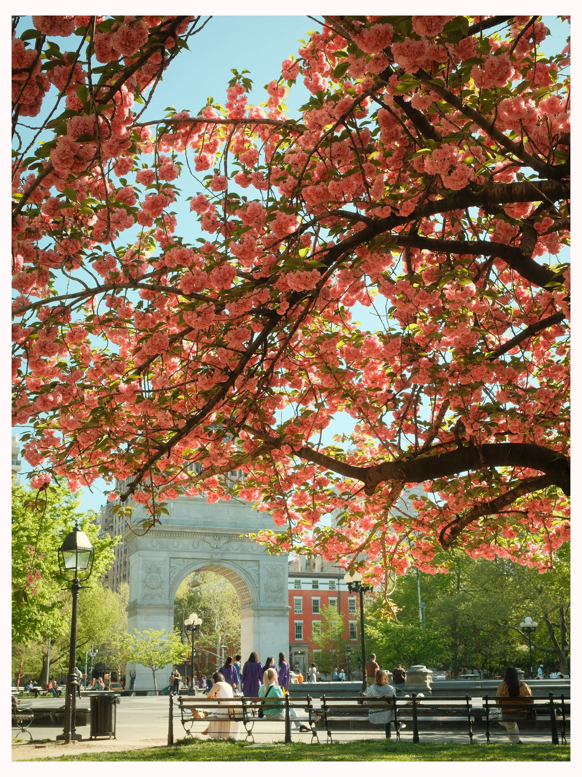 Spring colors at Washington Square Park, New York City
