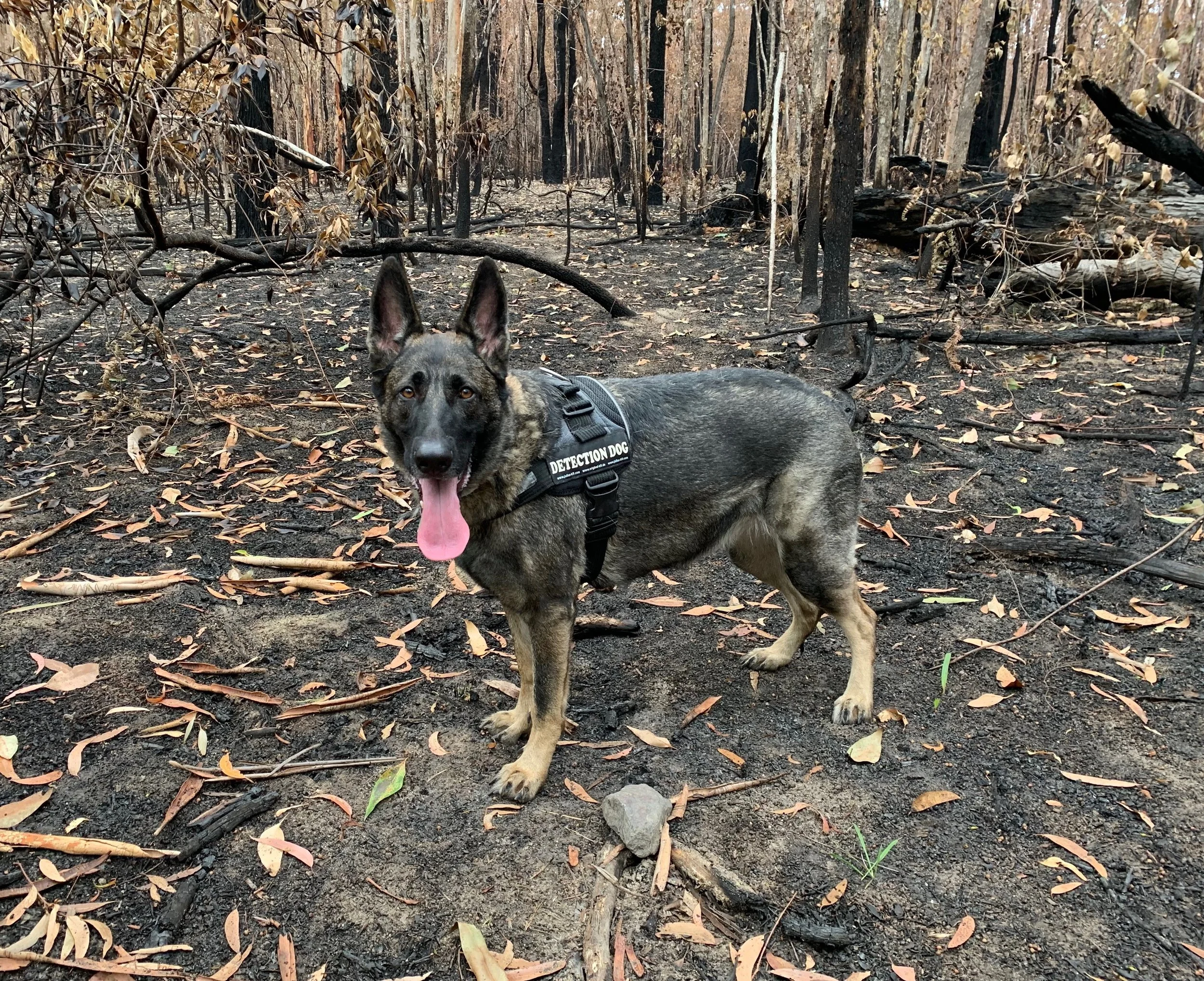 A German Shepherd detection dog standing on burnt forest ground with fallen leaves and charred trees in the background.