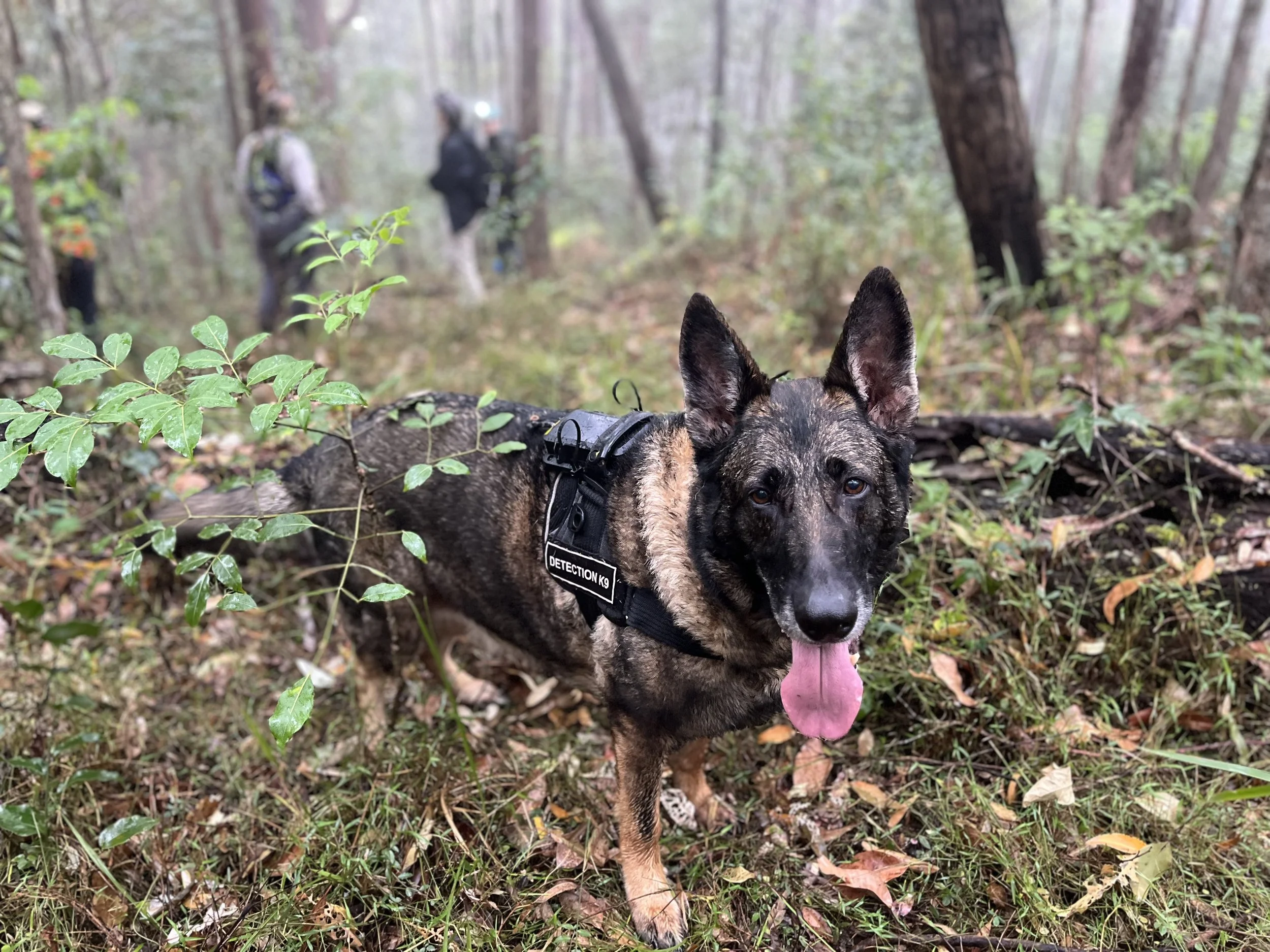 A dog wearing a detection harness, standing in a forest with fallen leaves and green plants. In the background, three people are walking through the trees.