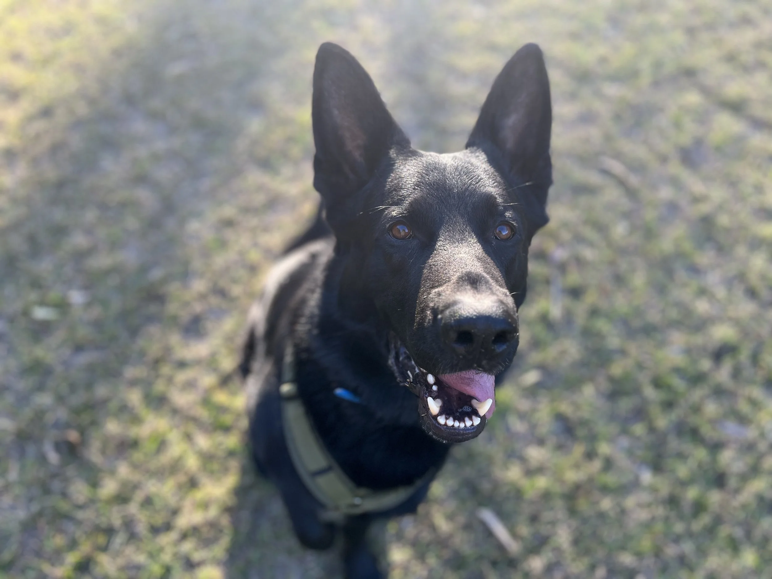 Black dog with pointed ears sitting on grass during daytime, looking up at the camera.