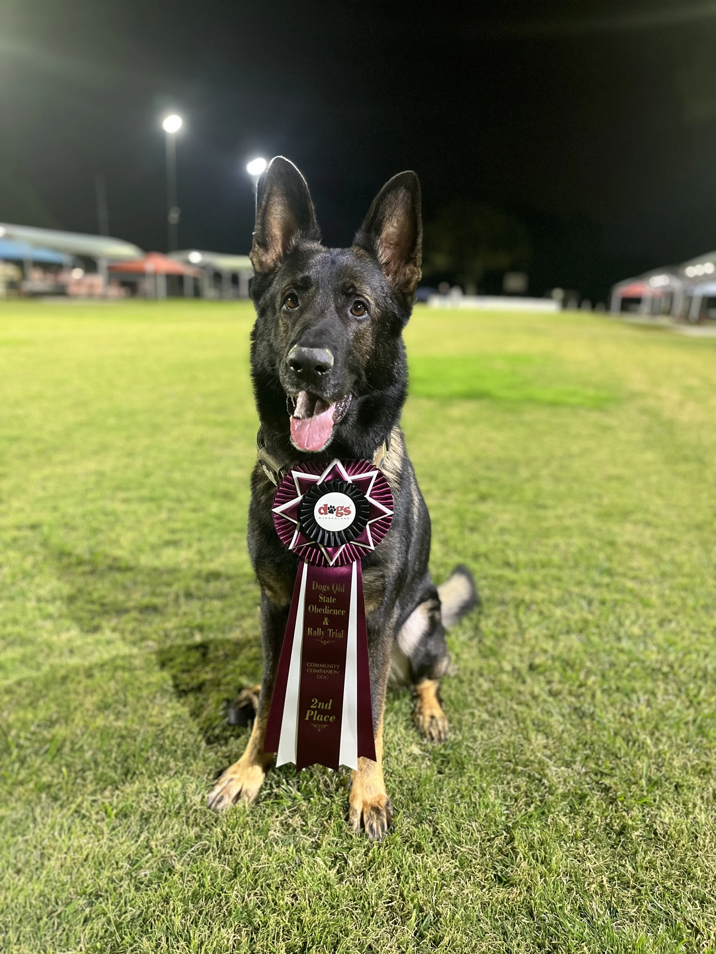 A German Shepherd dog with a black and tan coat, sitting on a grassy field at night, wearing a large rosette ribbon that says "Dogs Old State Obedience & Rally Trial 2nd Place." The background shows illuminated buildings and light posts.