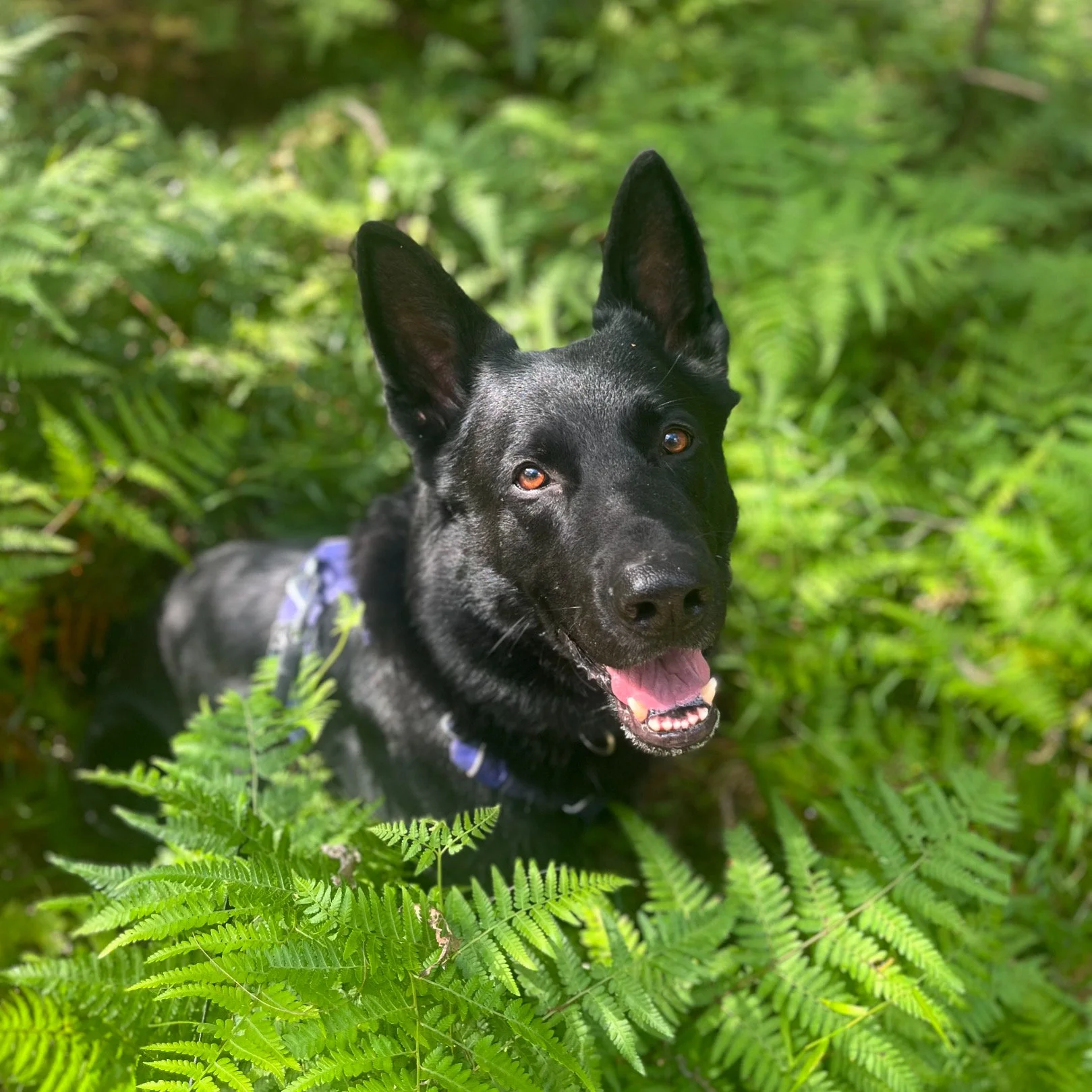 A black dog with tan eyes standing among green ferns in a forest.