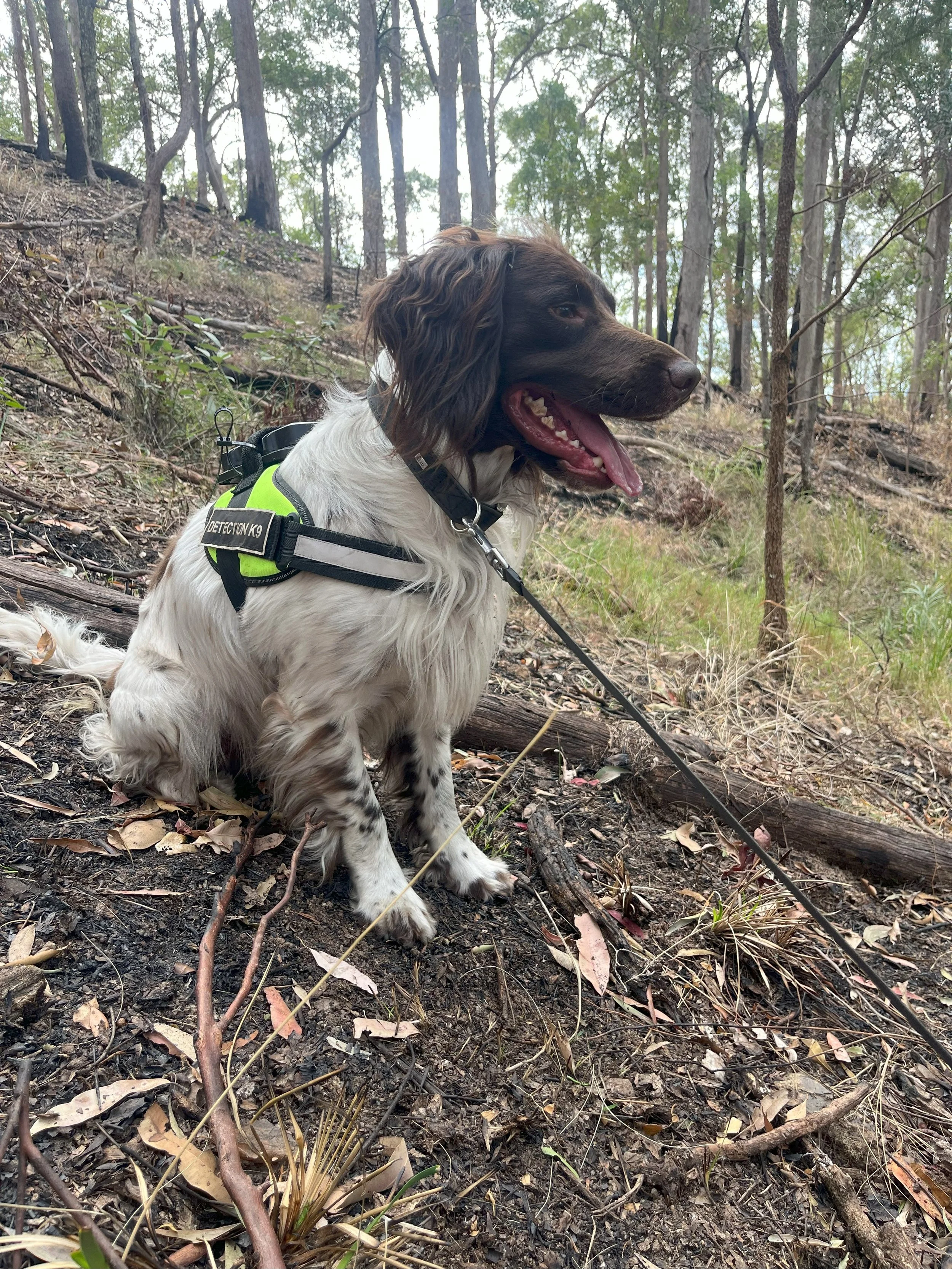 A dog sitting on a forest floor with trees in the background, wearing a harness labeled 'Detection K9', panting with its tongue out.