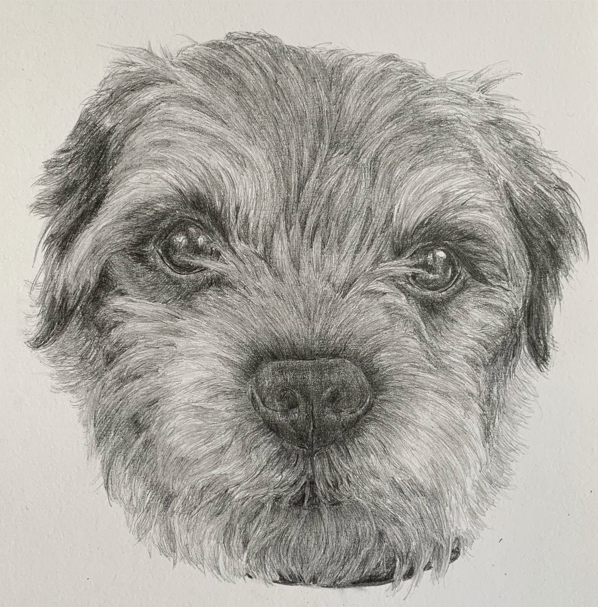 Pet portraiture for commission 