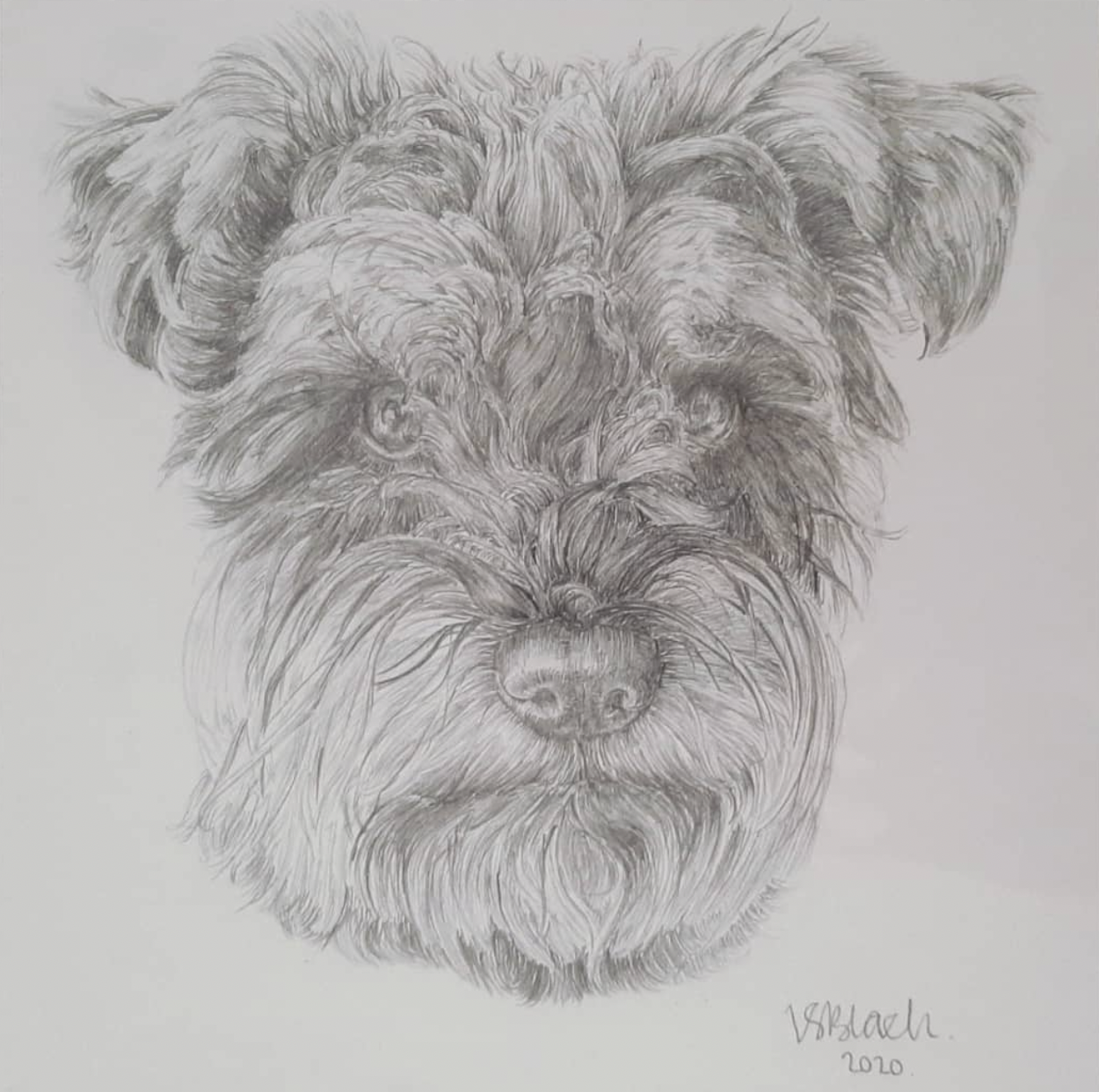 Dog portrait