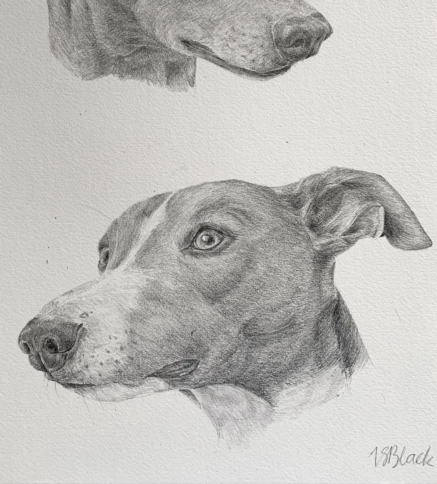 Pet portraits