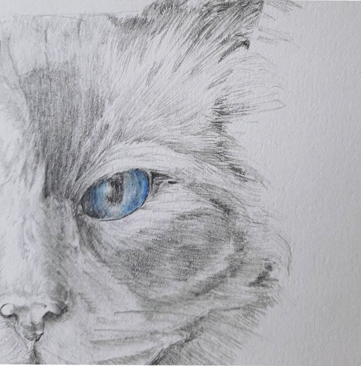 Cat portrait