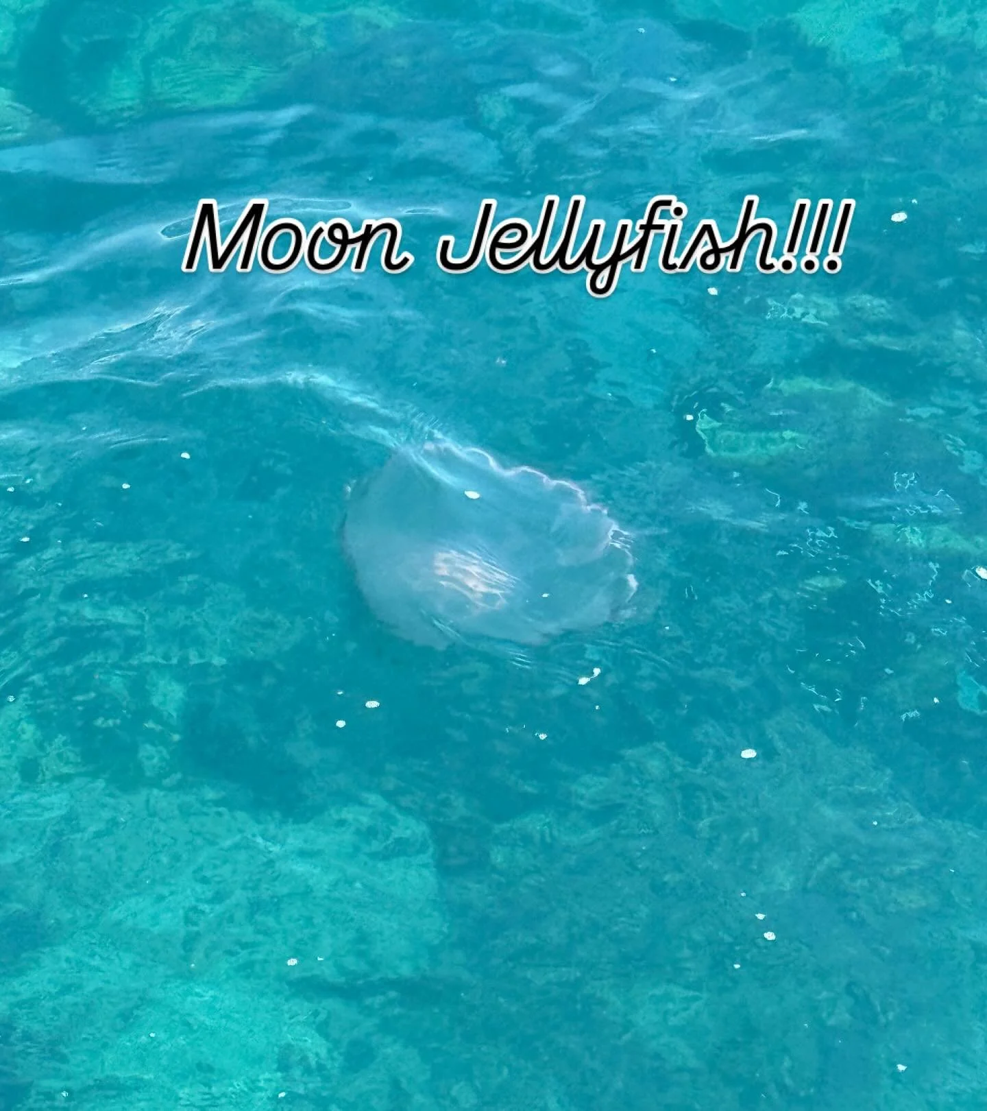 WTF!!! I left the Chesapeake Bay to get away from these damn jellyfish!