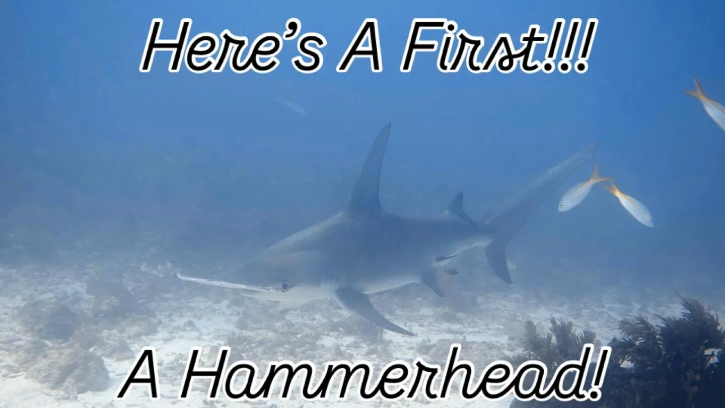 Saw this yesterday and realized I never saw one while diving! So majestic! 
.
Only thing I have not seen now is an Octopus!