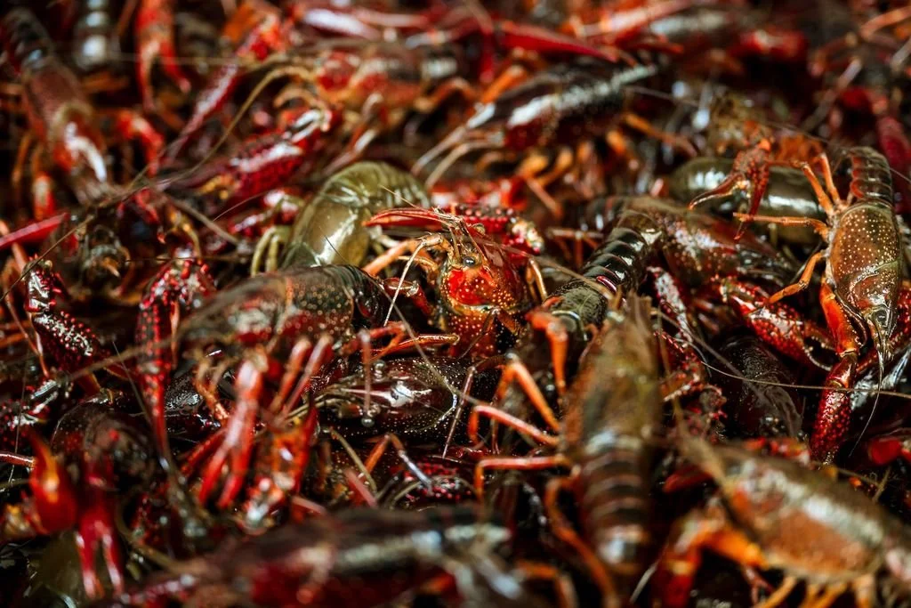 Crawfish Boil bij de Visbar in Amsterdam, de Jordaan. Rivierkreeften, cajun style! Zondagmiddag, weekend.