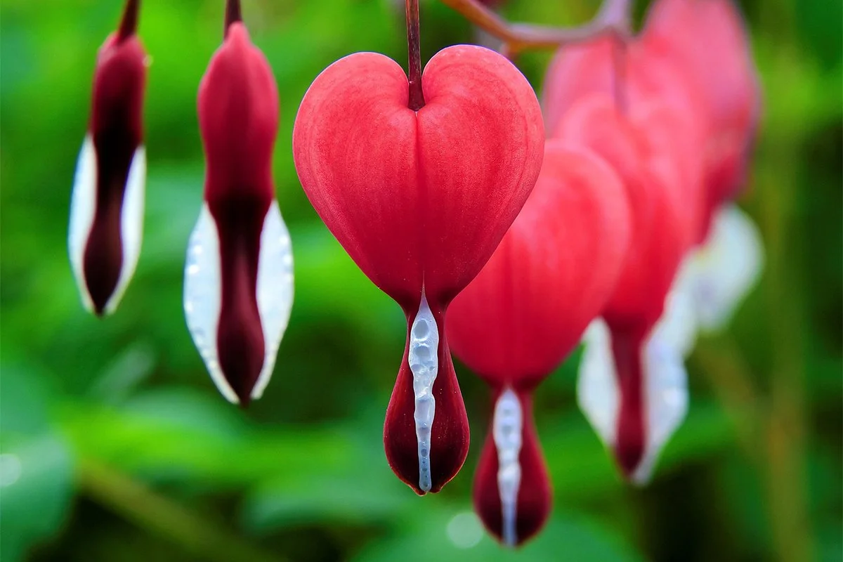 A Heart Like a Whorehouse