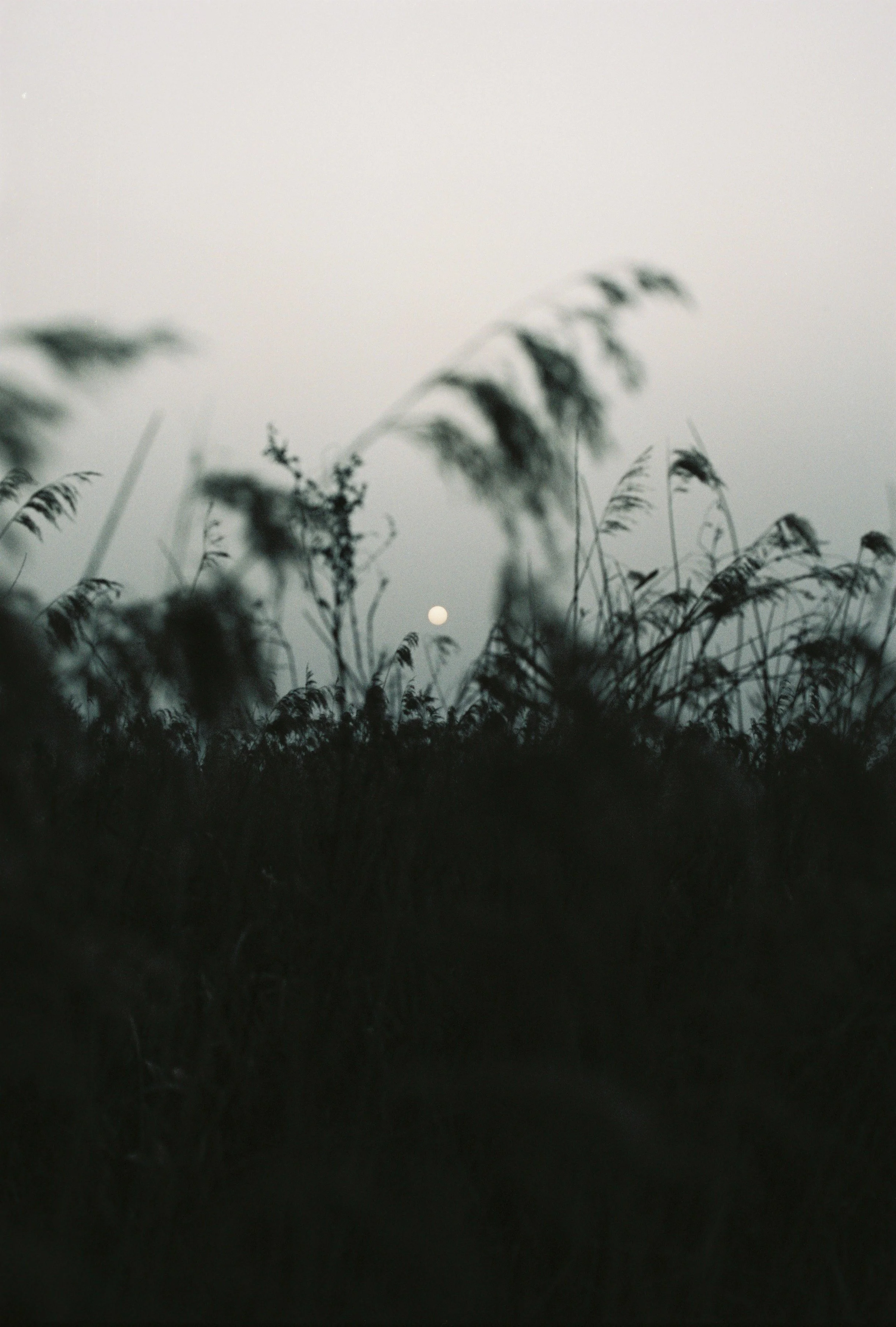 Fujifilm Reala 100 - Expired - Sahara Sand Sun