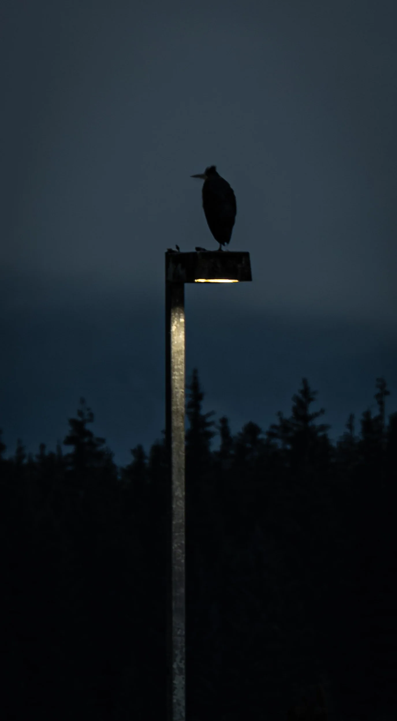 Glacier Bay - Dawn Blue Heron