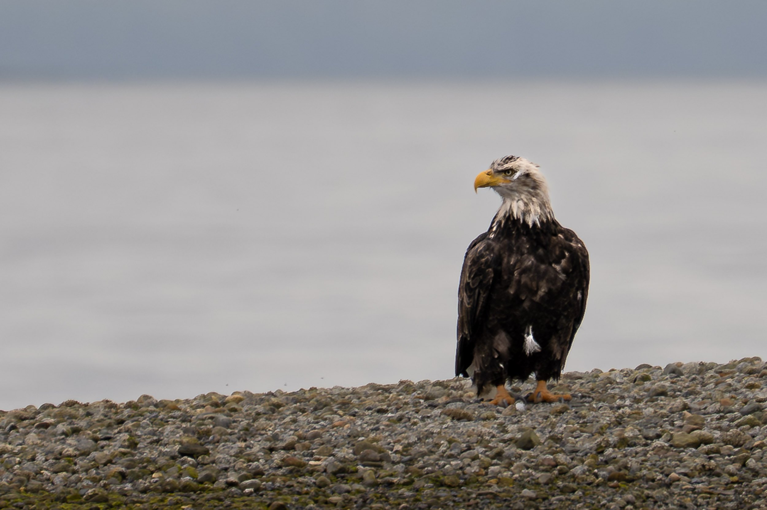Juneau - Eagle Beach