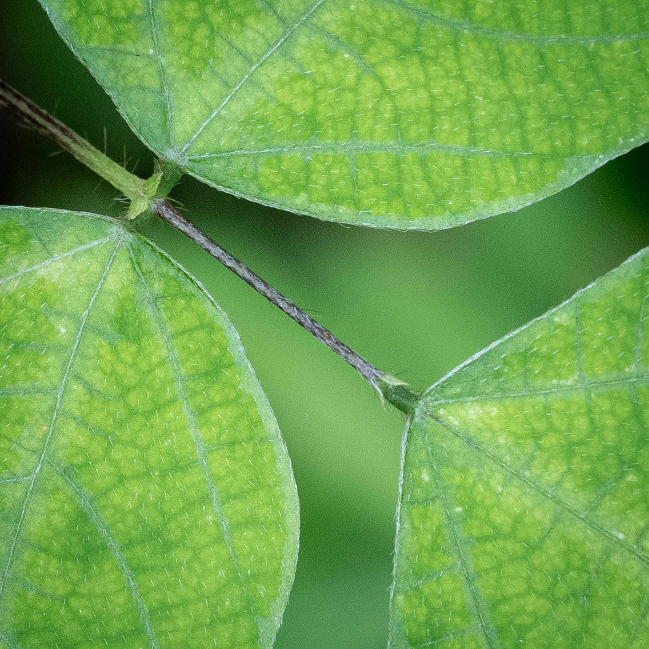 Macro