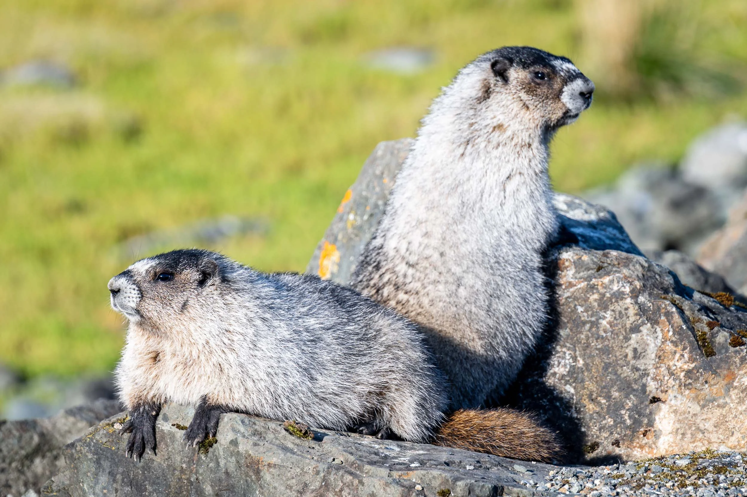 Juneau - St. Therese Shrine Marmots