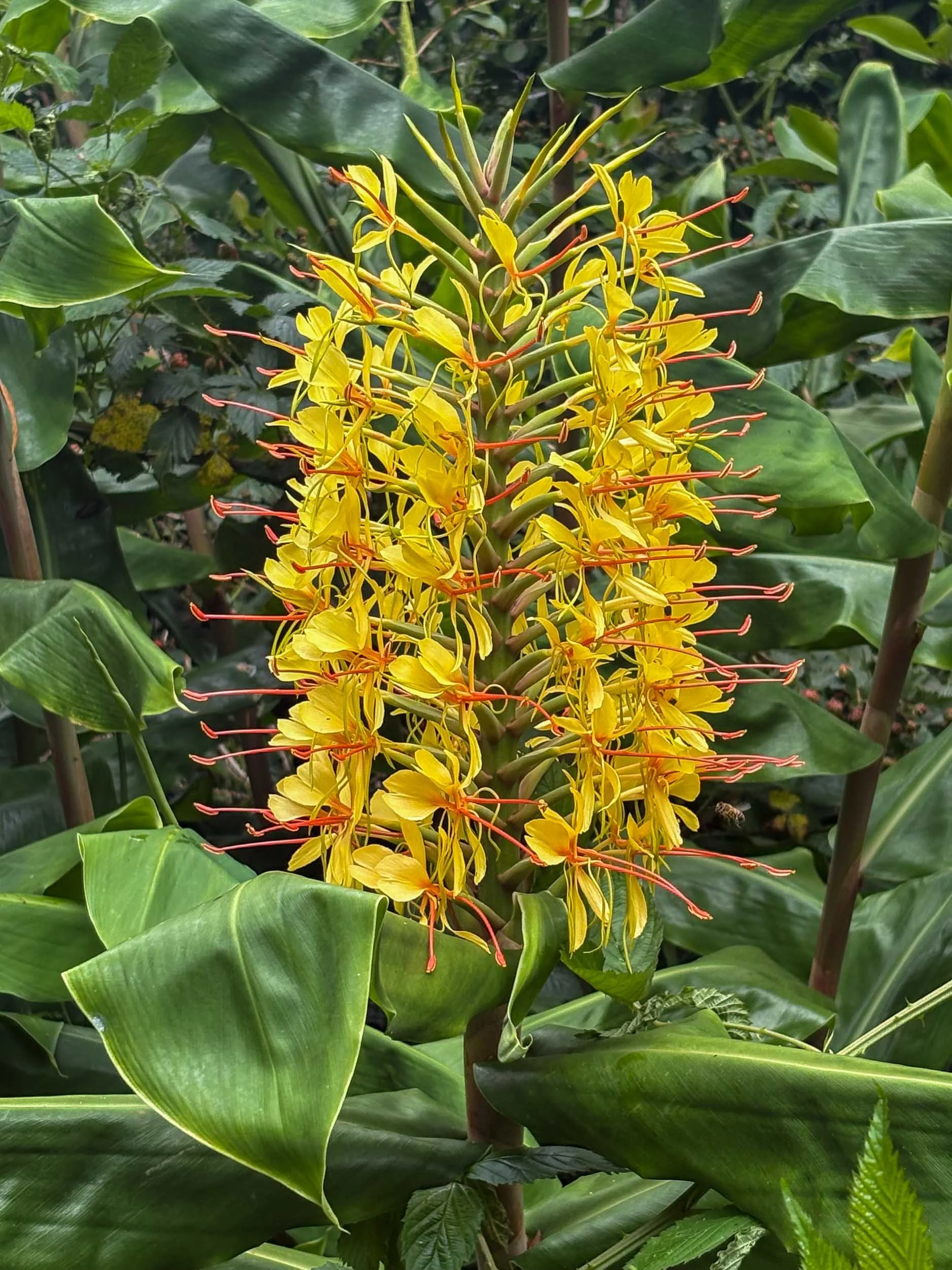 Kahili Ginger