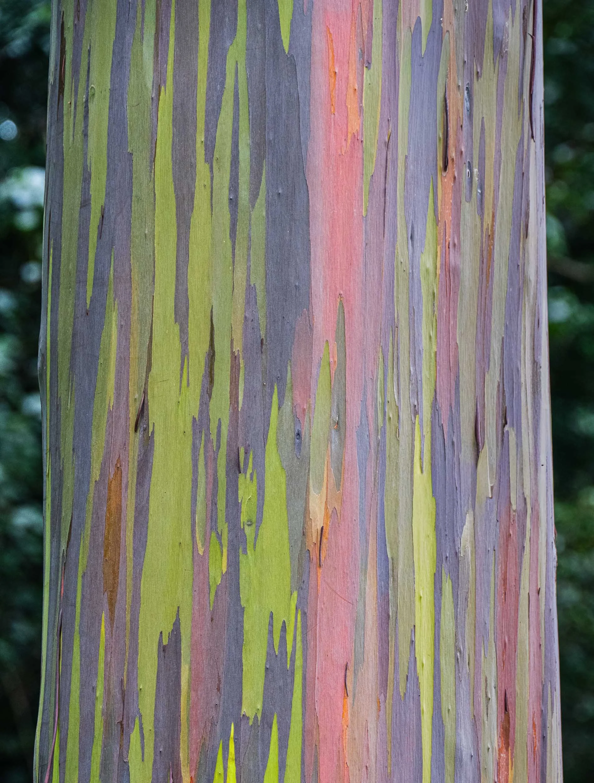 Rainbow Tree